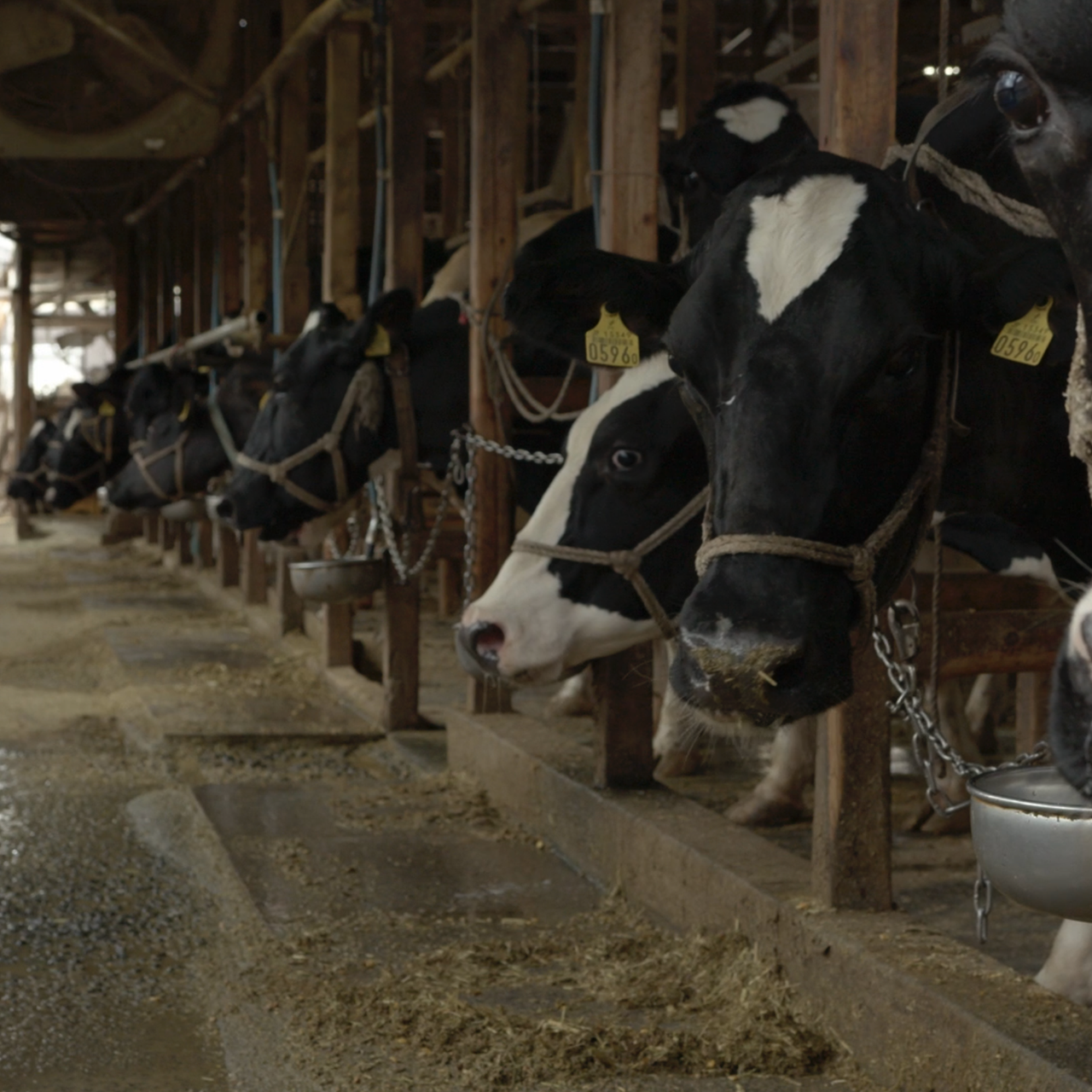 Kenji Kagawa ｜ 香川 賢志 ｜ Photographer