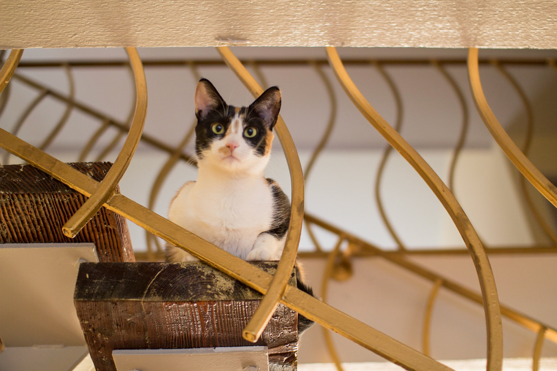 Caroline's Cat on the stairs