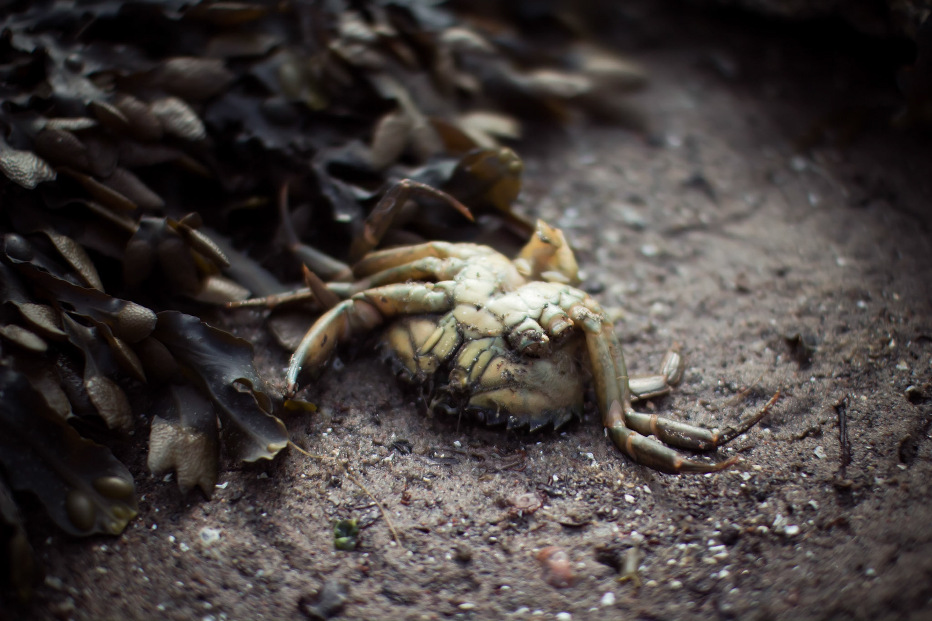Dead Crab
