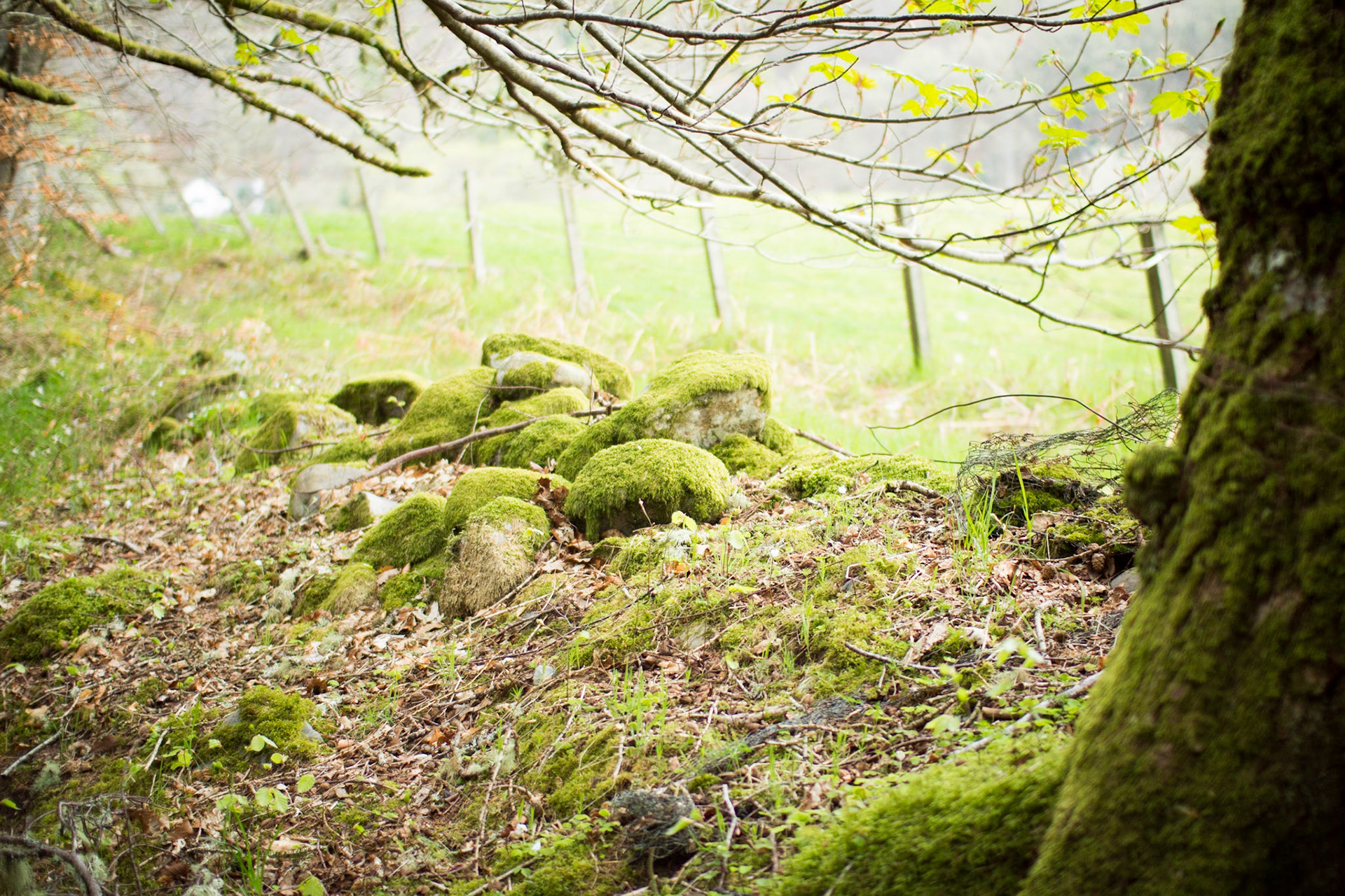 Mossy green scene