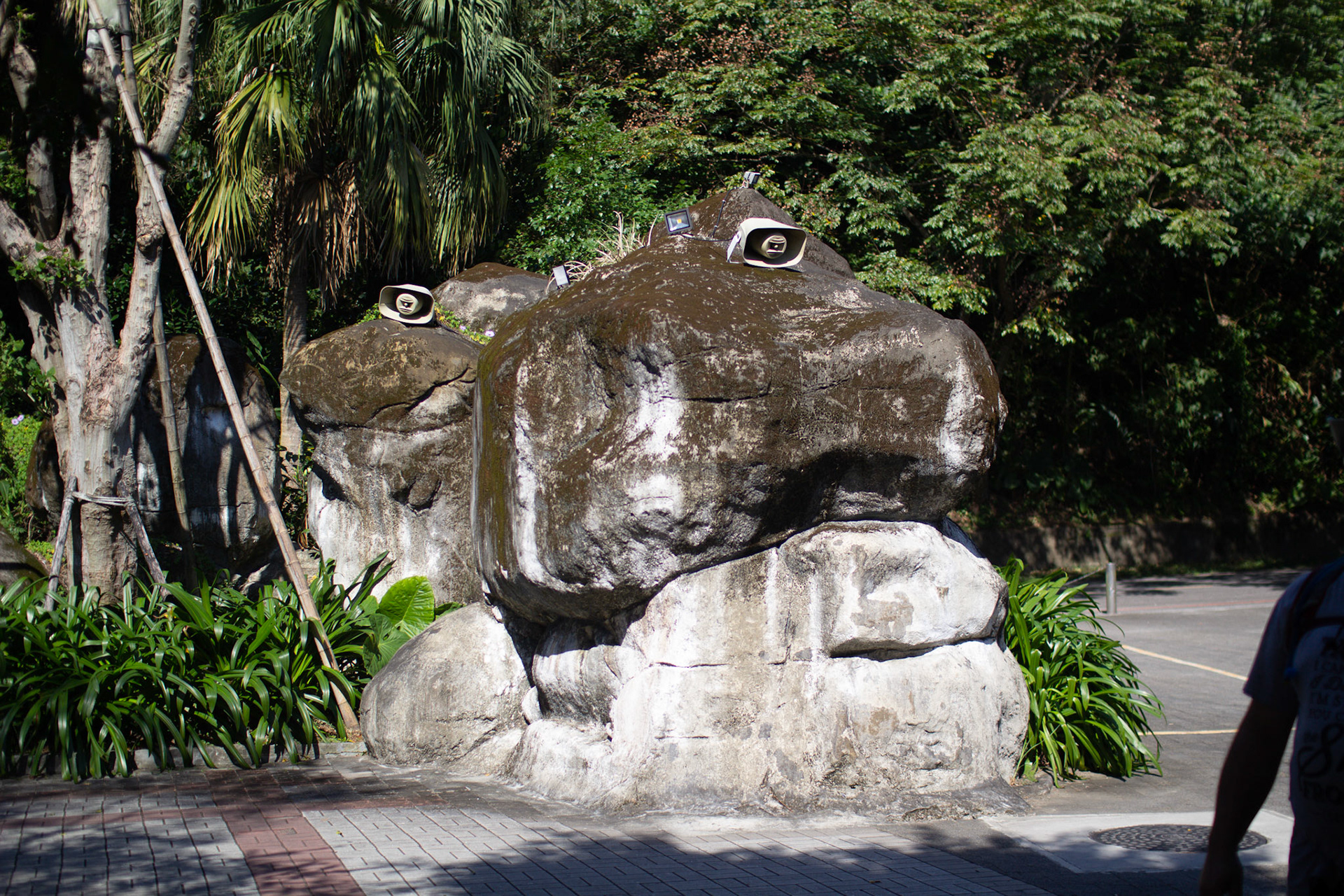 why does that rock have eyes?