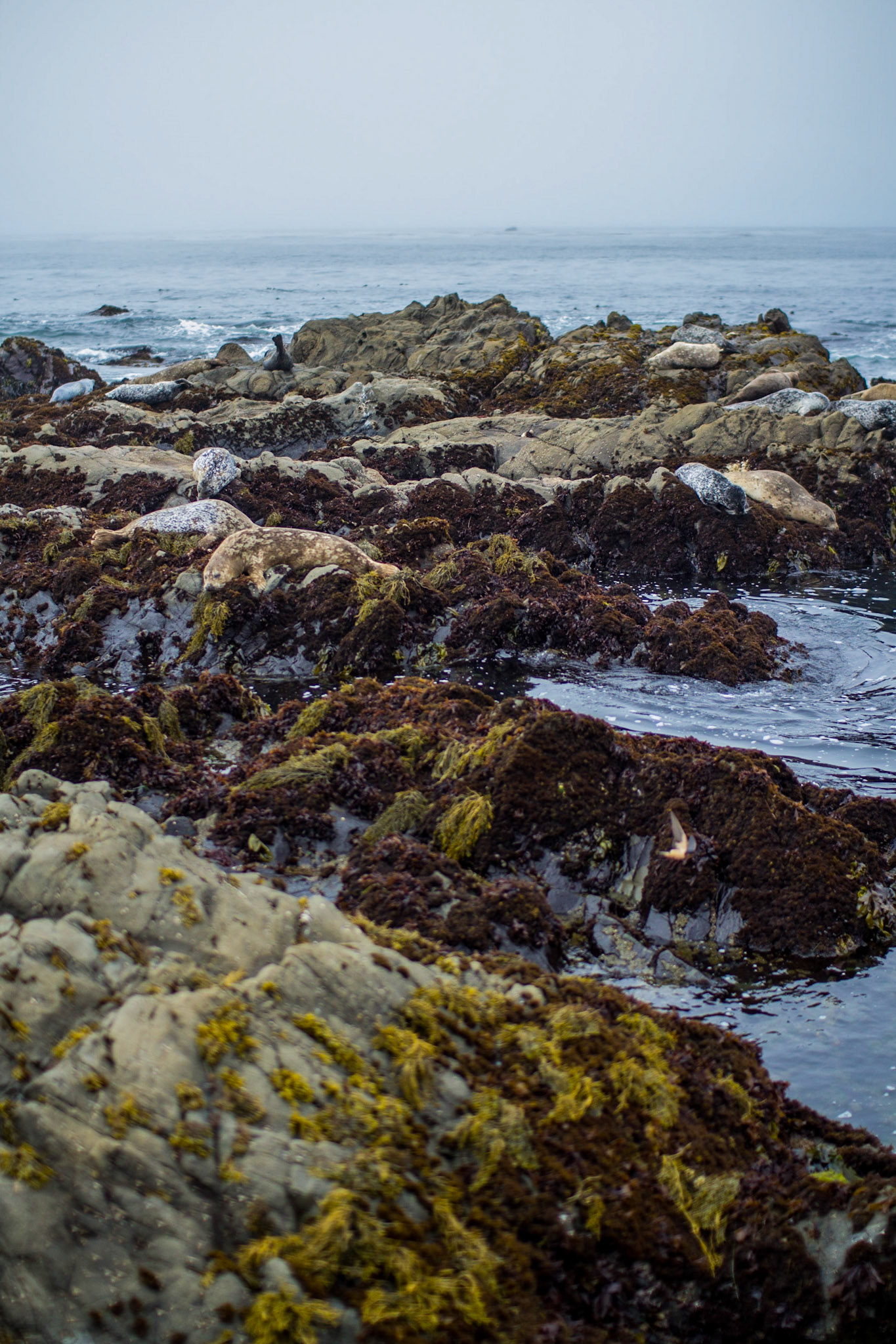 Seals on Rocks