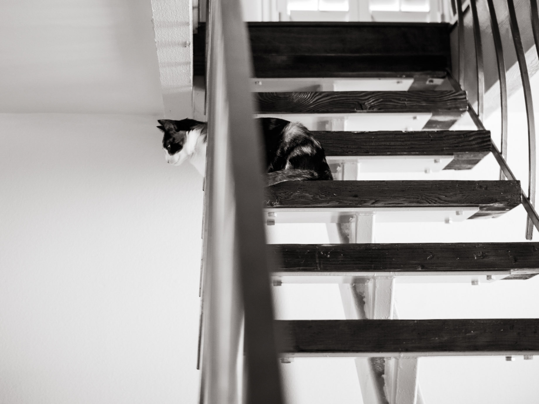 Caroline's Cat on the stairs