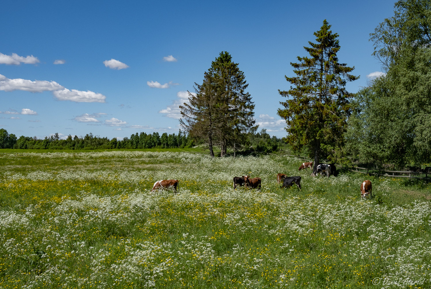 Kossor på sommarbete