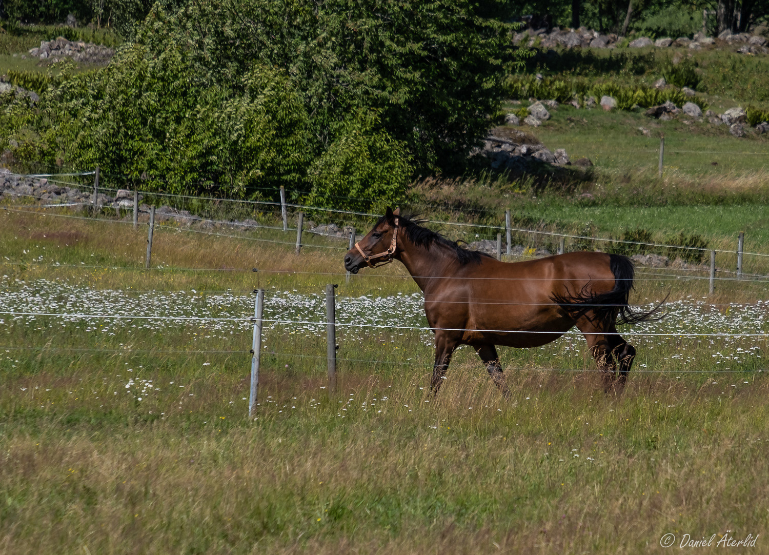 Häst