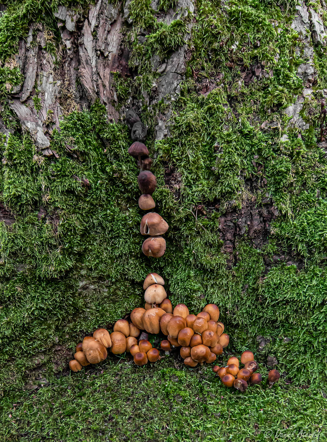 Trädbestigning för Svampgrupp