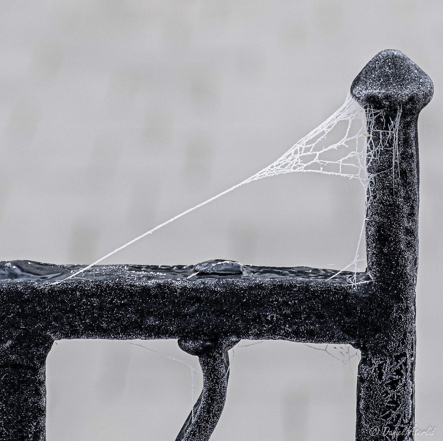 Frost