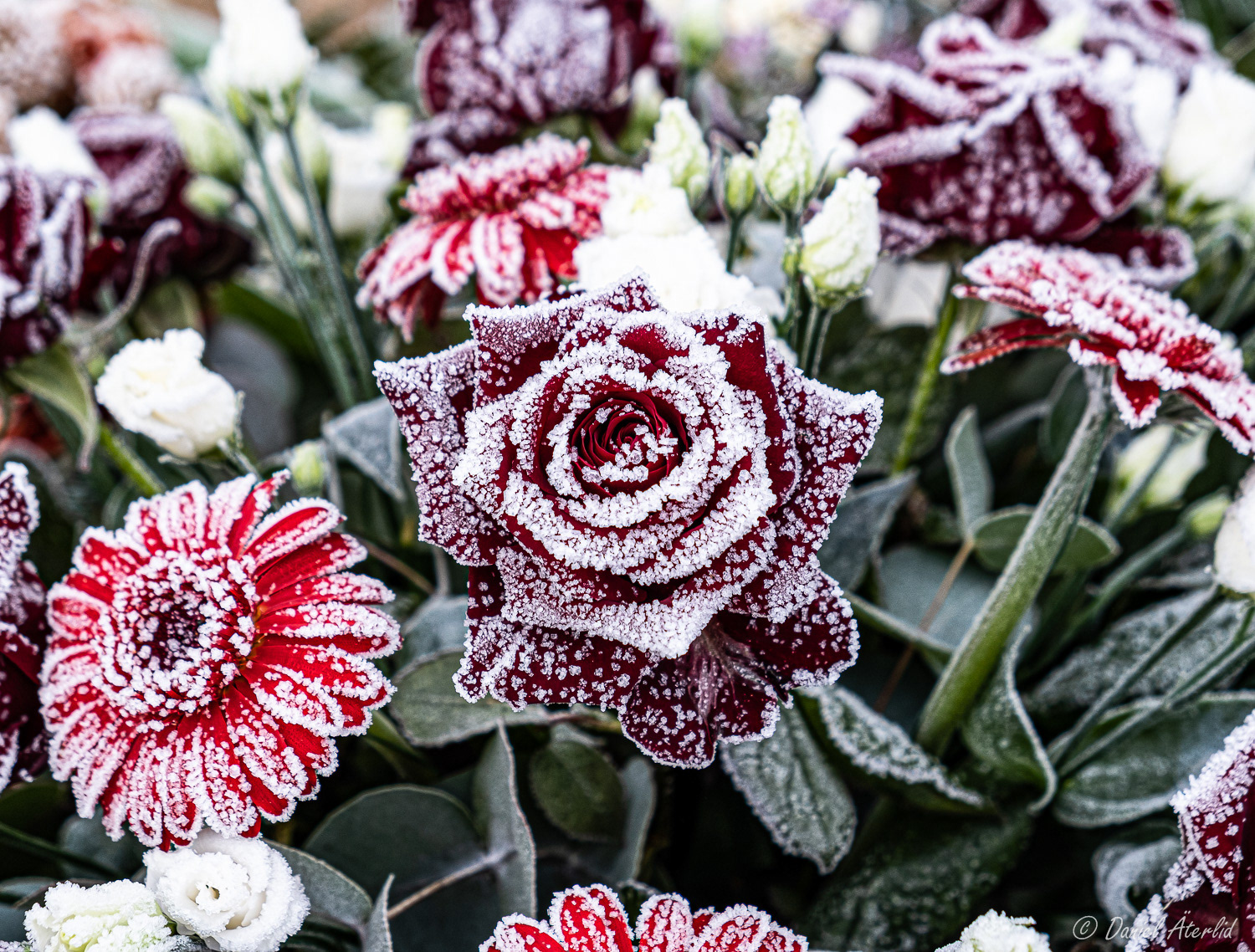 Frusna blommor