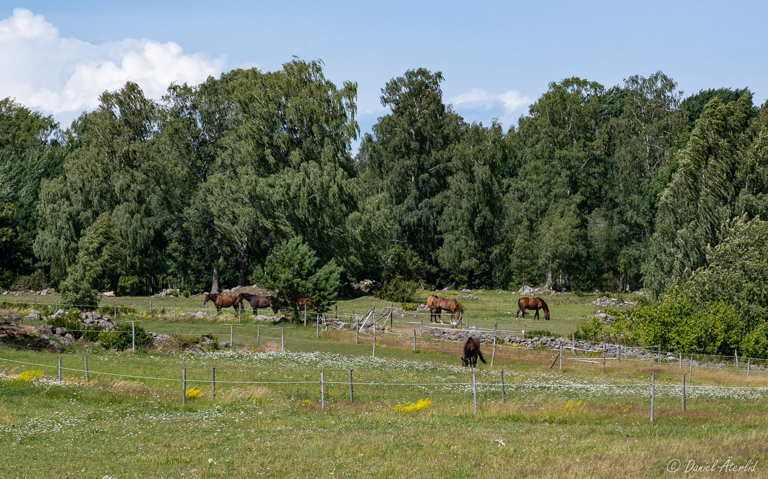 Hästar i sommarhagen