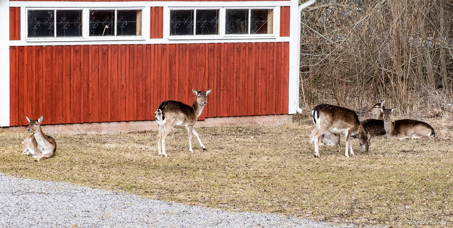 Hjortar i Hällekis