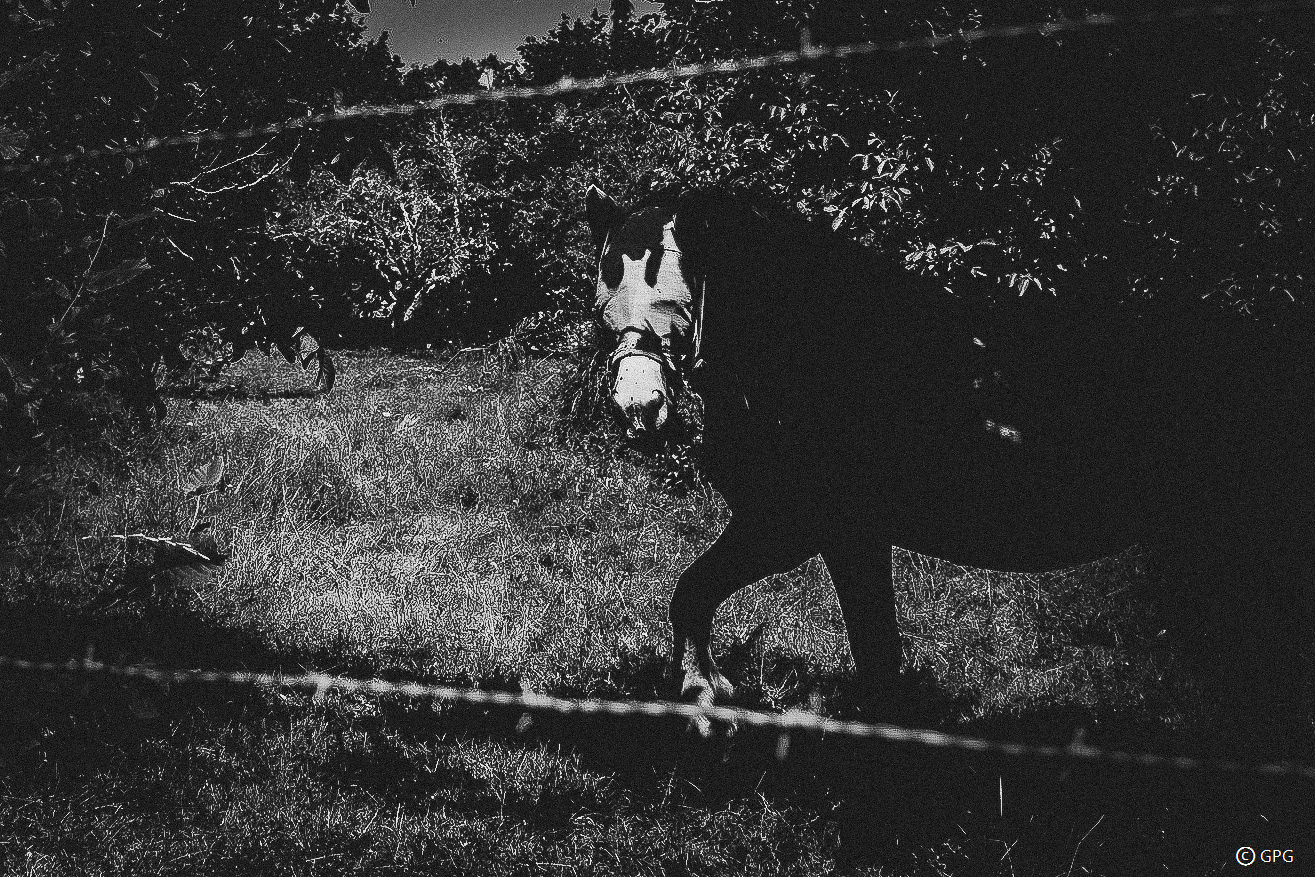 Apparition des prés