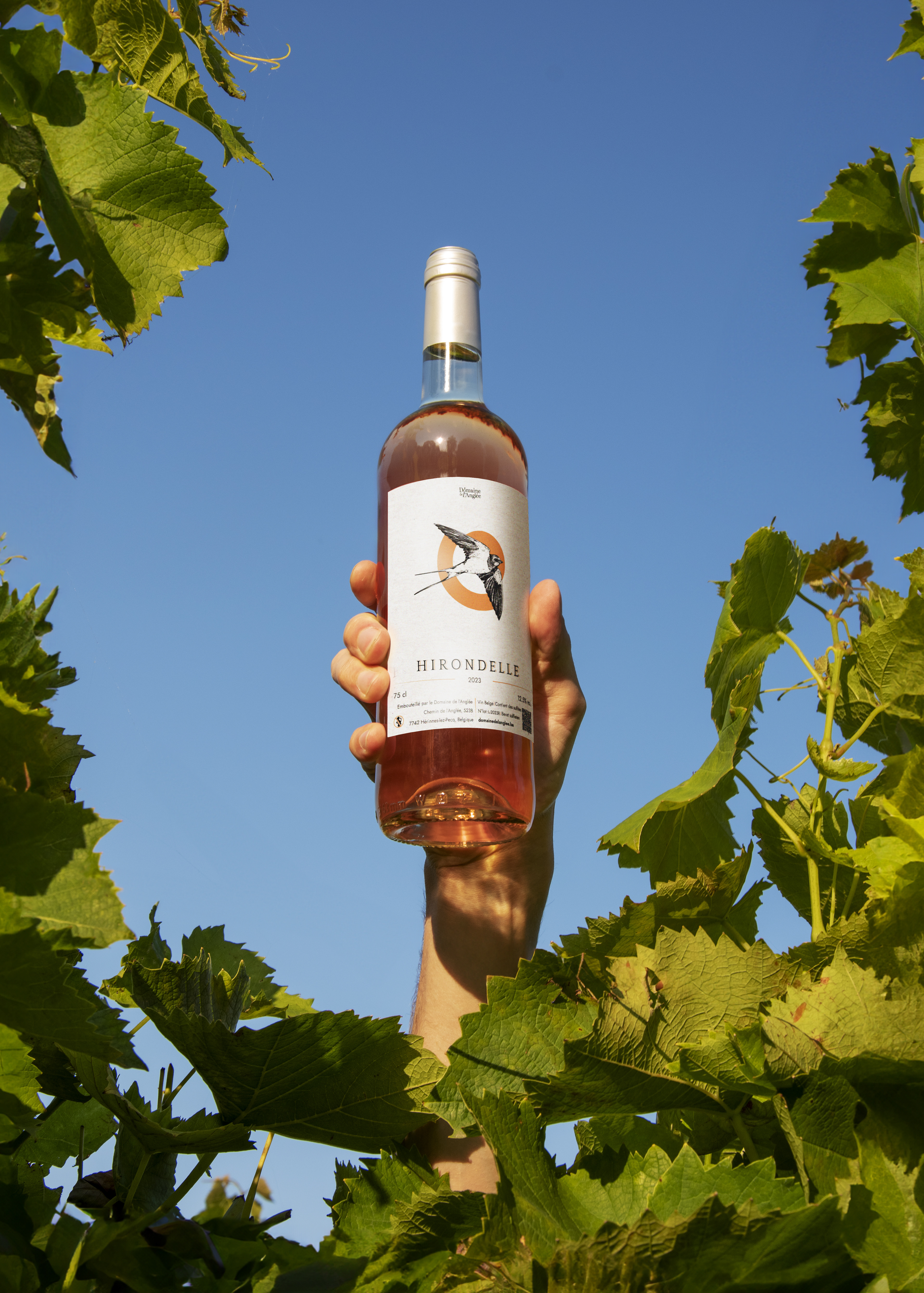 Vin rosé