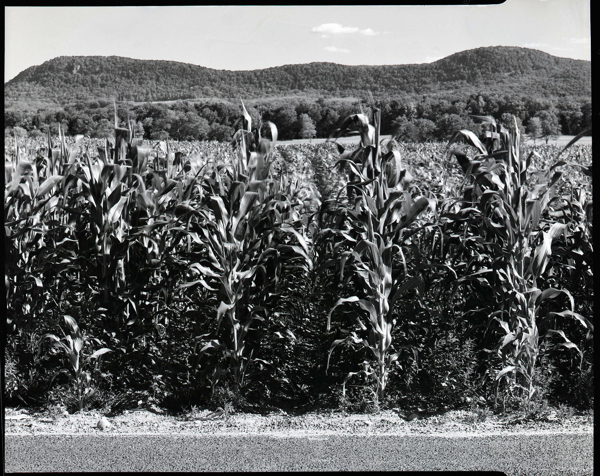 Corn Hadley, Massachusetts 1993