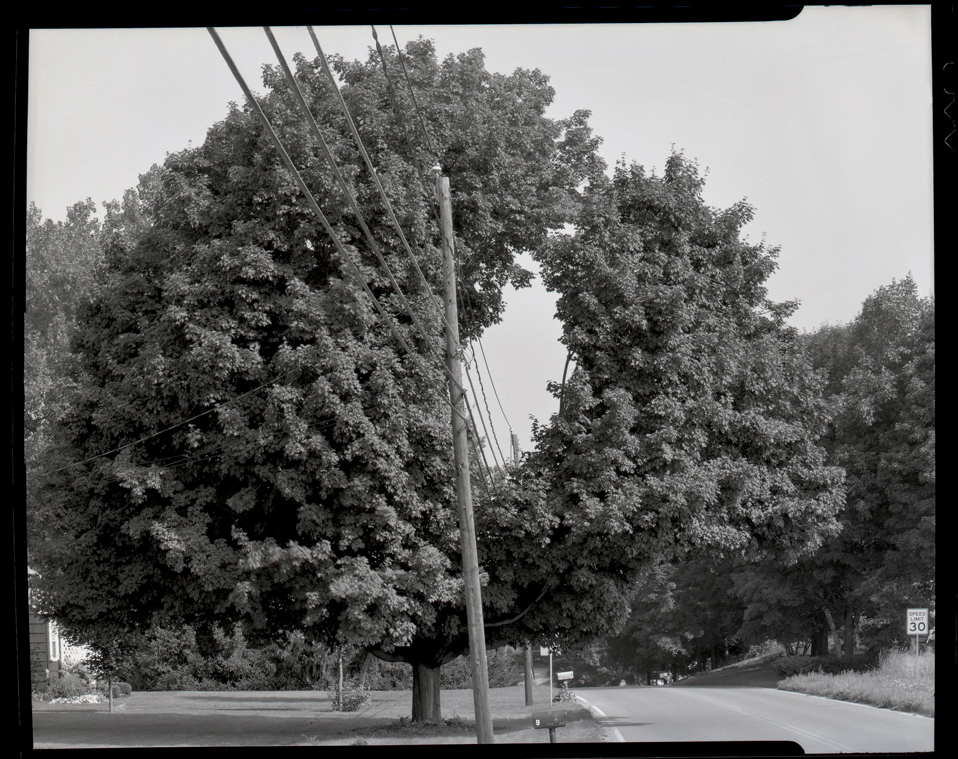 Hole in Tree Hadley, Massachusetts 1995