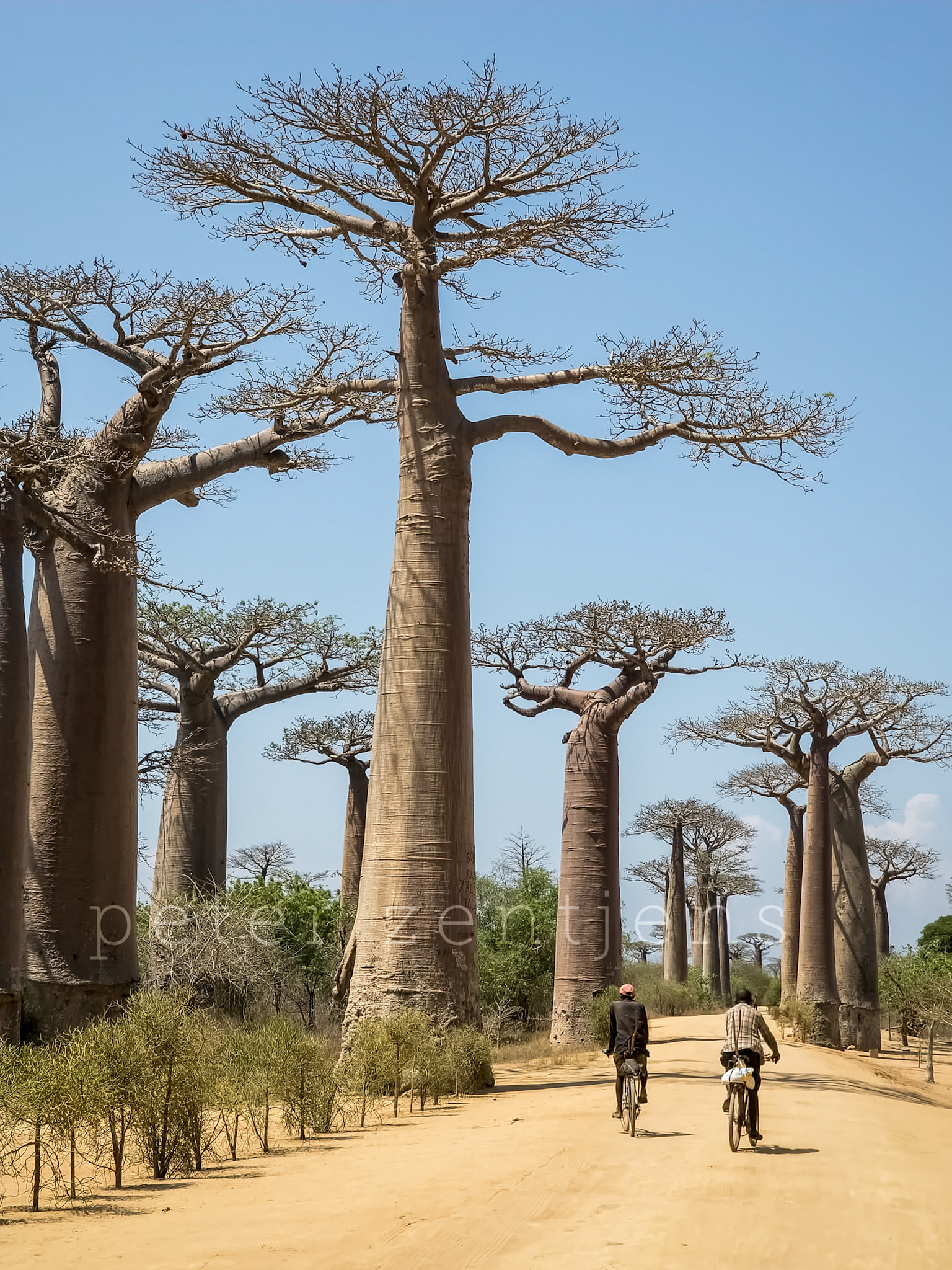 Madagascar - Allée des baobabs