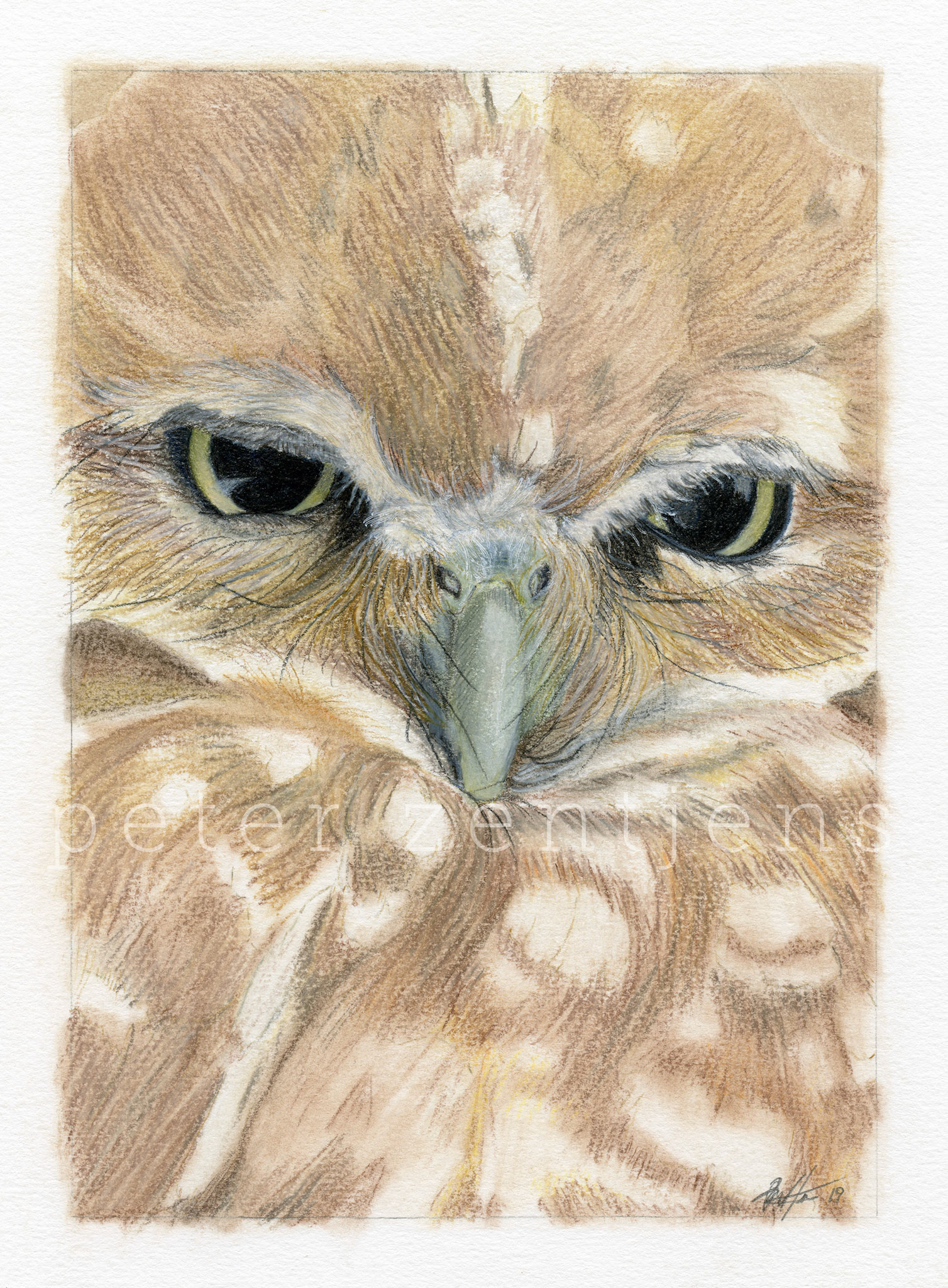 Portrait of a, rather sulking, Burrowing Owl. Pastel &amp; colored pencil