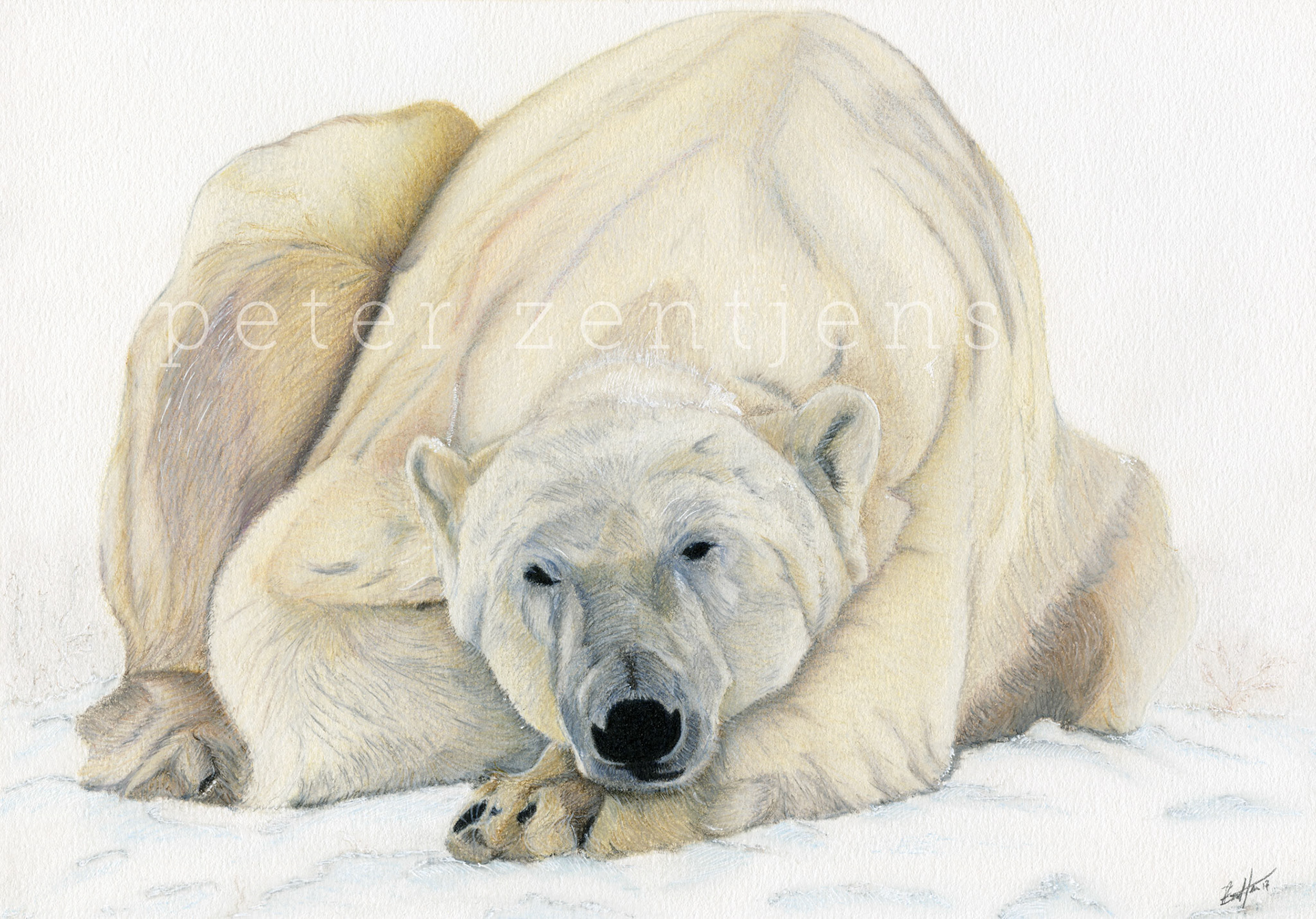 Polar bear portrait - a pastel and colored pencil drawing inspired by a trip to Churchill to see these magnificent creatures in real life.