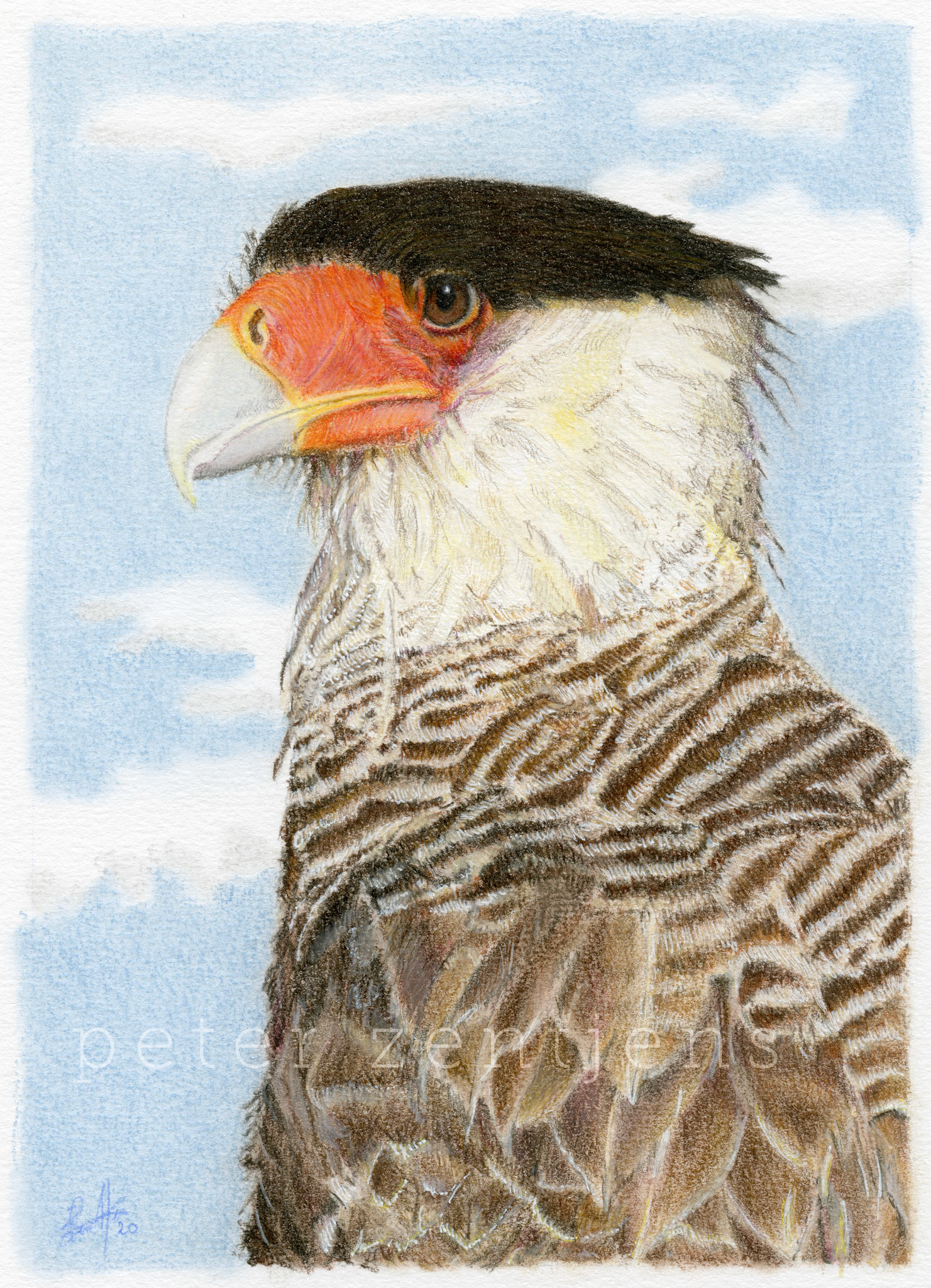Southern Crested Caracara
