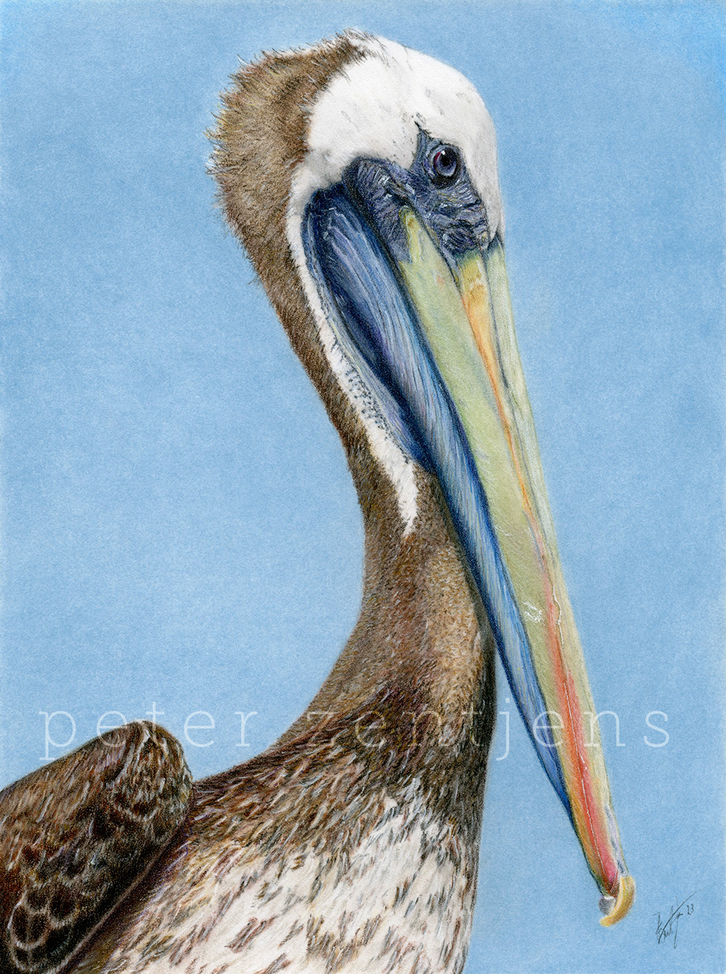The Pelican Portrait -  Pastelmat 18x24cm - gelpen,  pastel and colored pencil