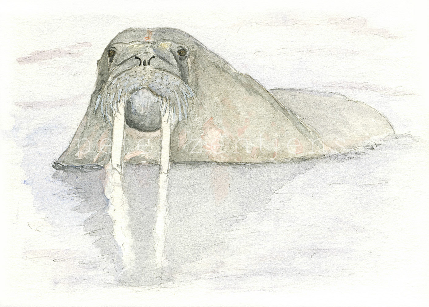The Walrus