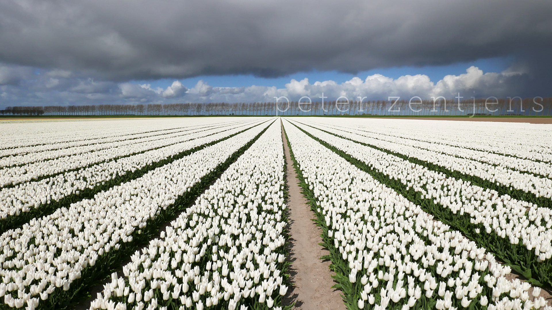 The Netherlands, a stormy sunday but our visit to the tulip fields was beautiful nonetheless!