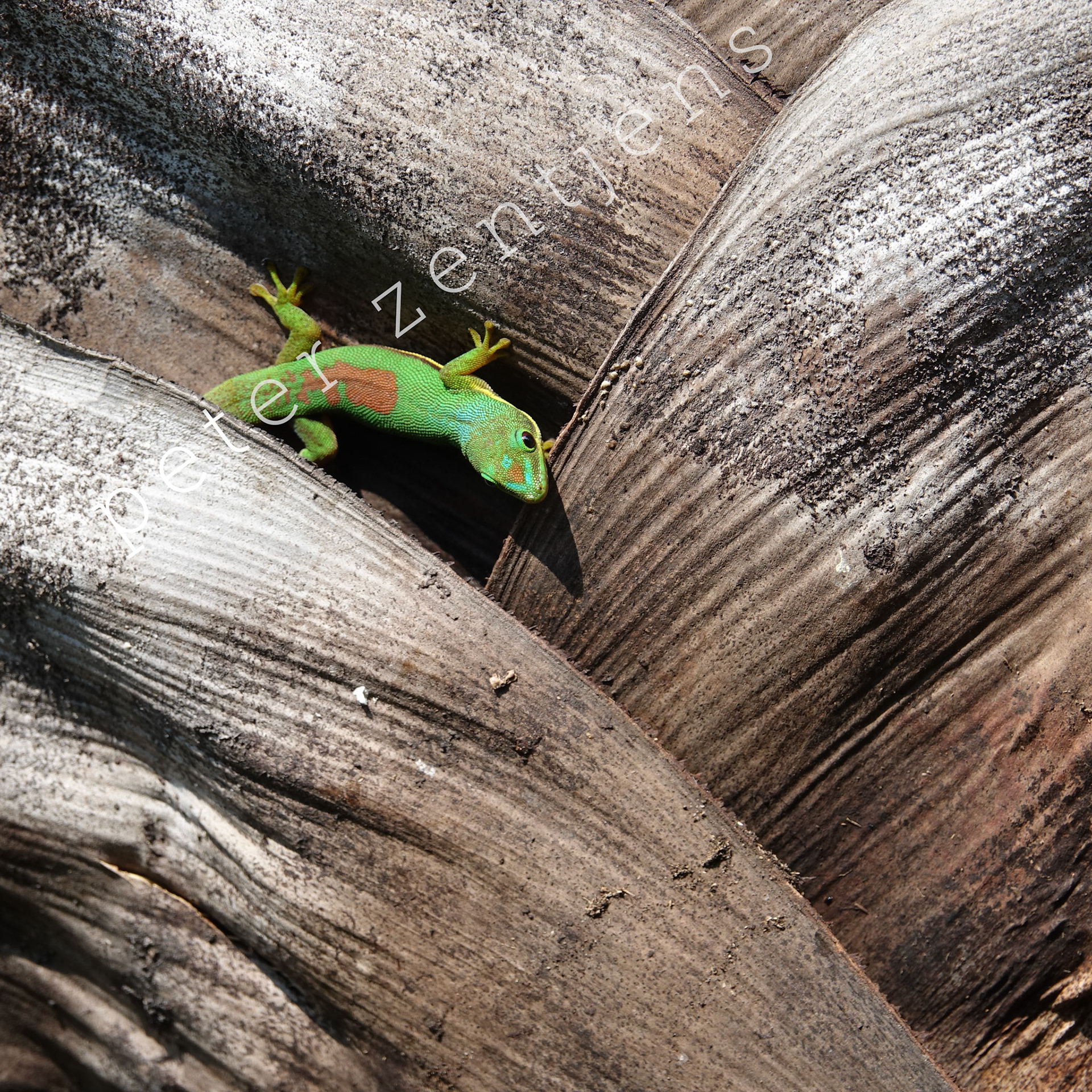 Madagascar - Gold Dust Day Gecko