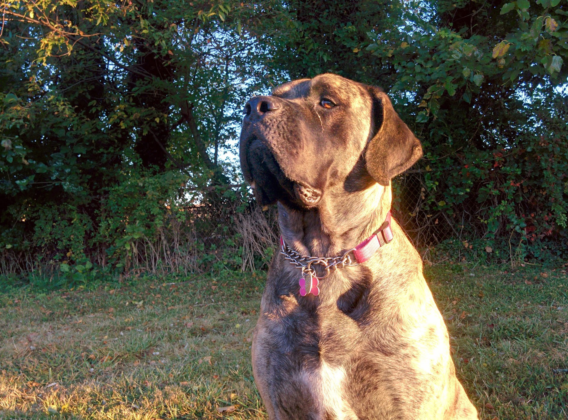 A very regal English Mastiff.