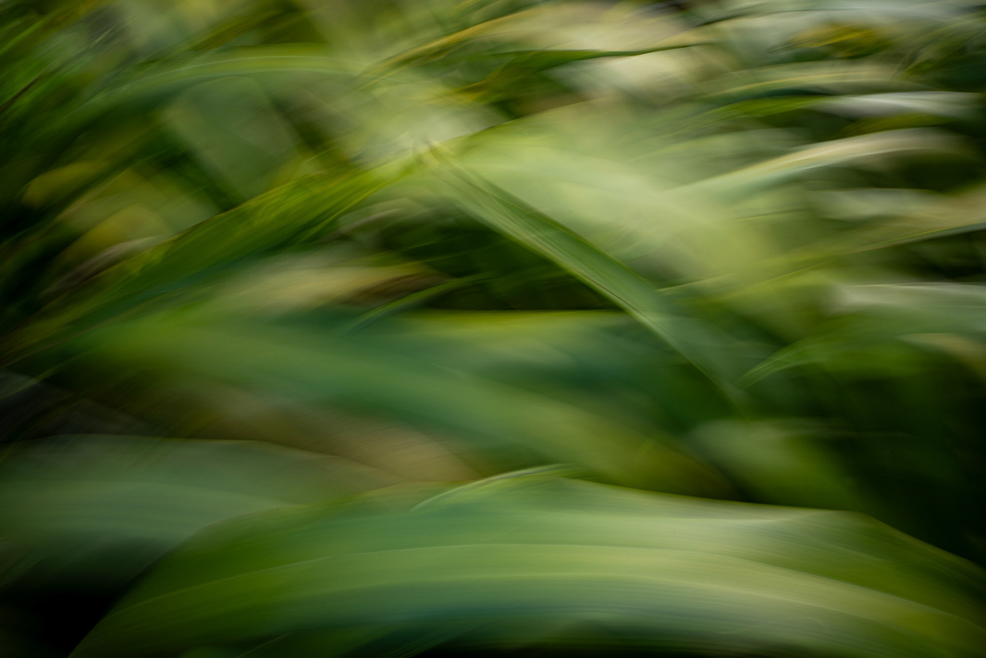 Flax leaves