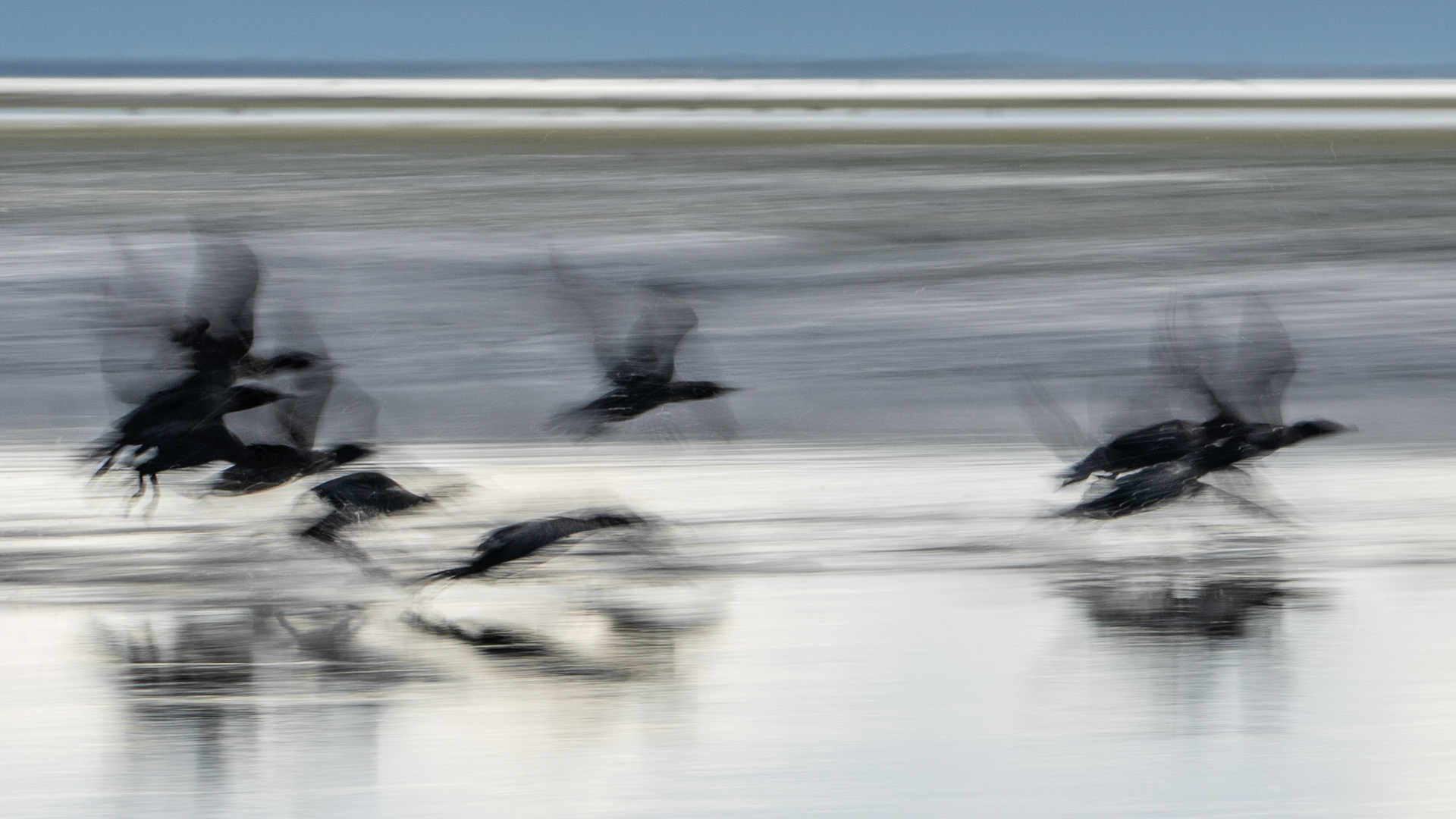 Taking flight, Okarito Lagoon