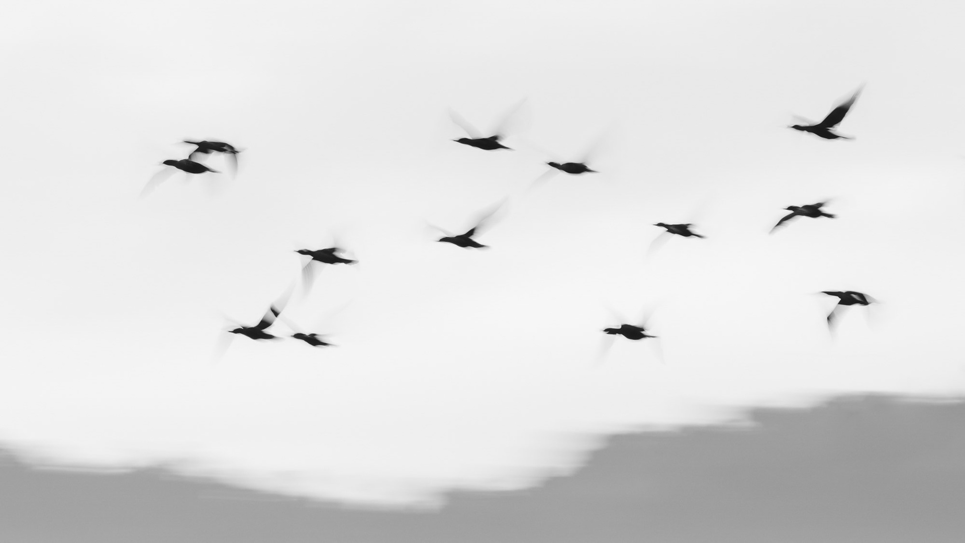 Birds in flight