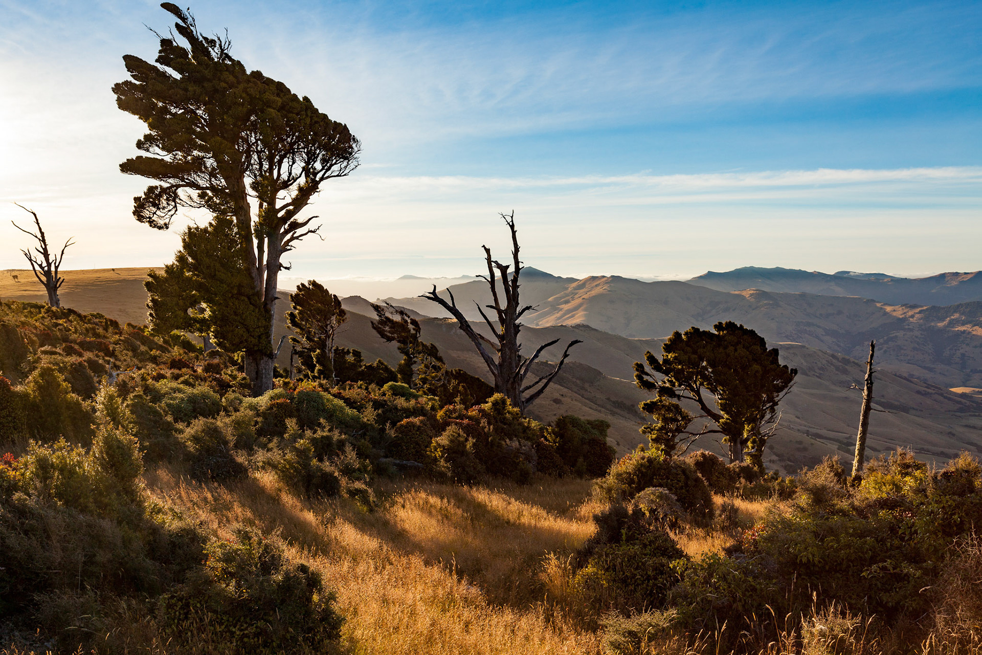 Early morning light shining through trees on the Te Ara Pātaka track, Banks Peninsula