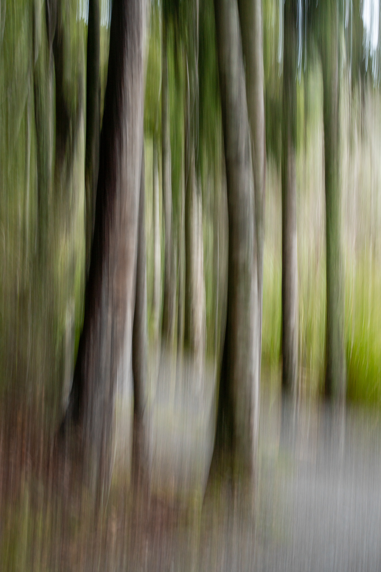 Kahikatea trees