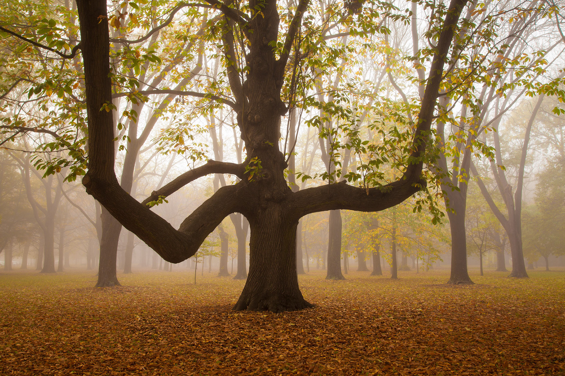 Misty scene and autumnal trees on a foggy morning in Hagley Park, Christchurch 