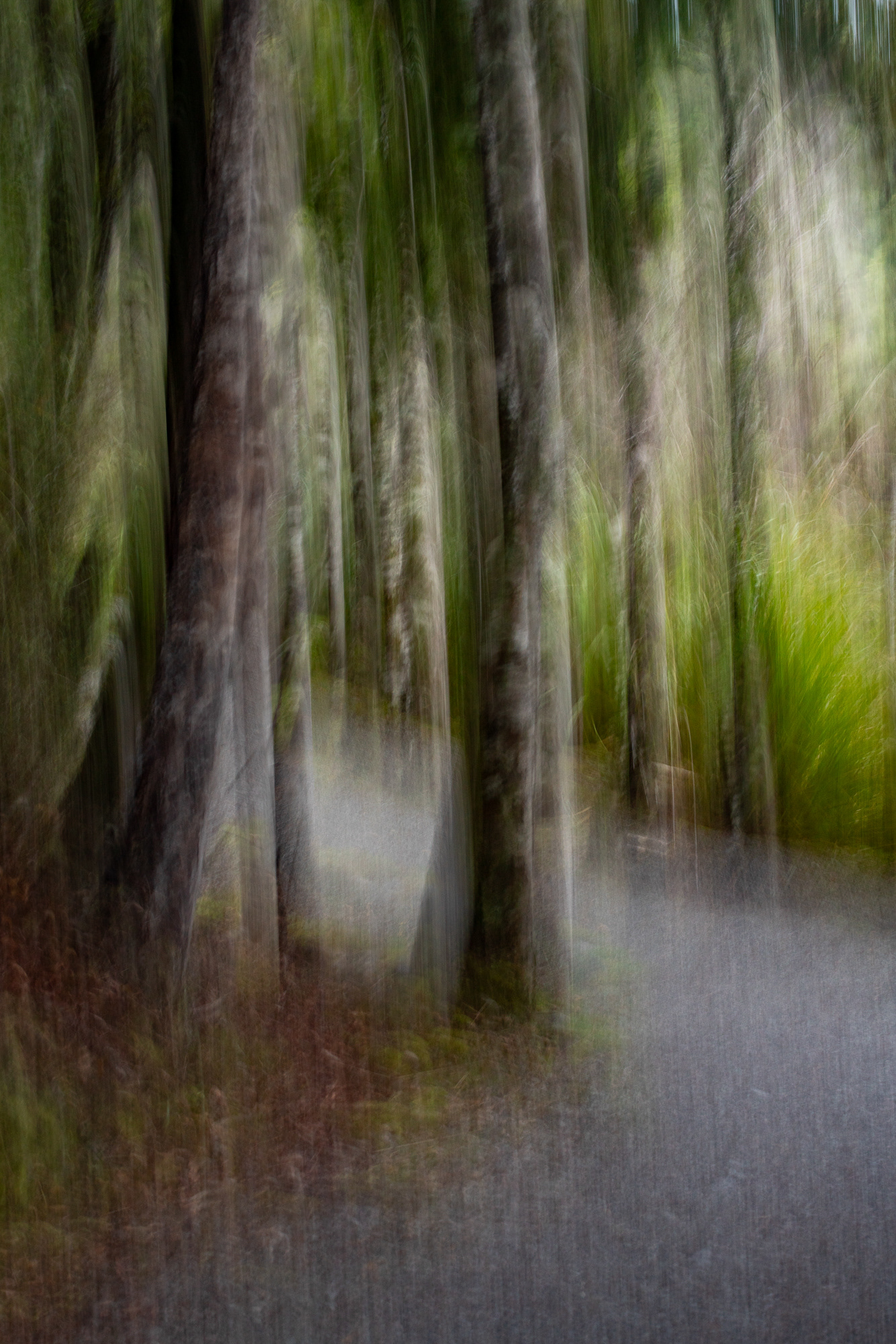 Kahikatea trees