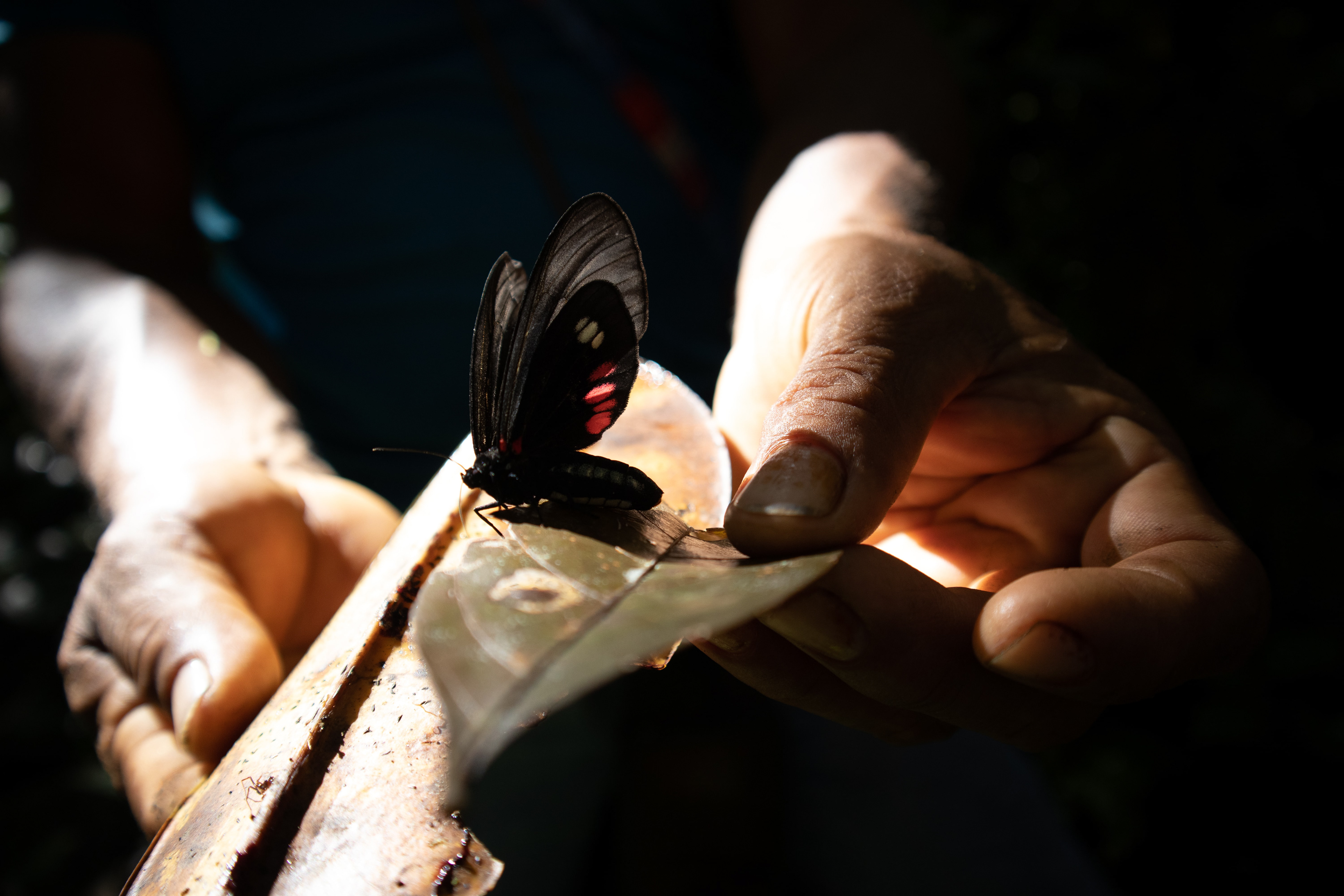 Mariposa