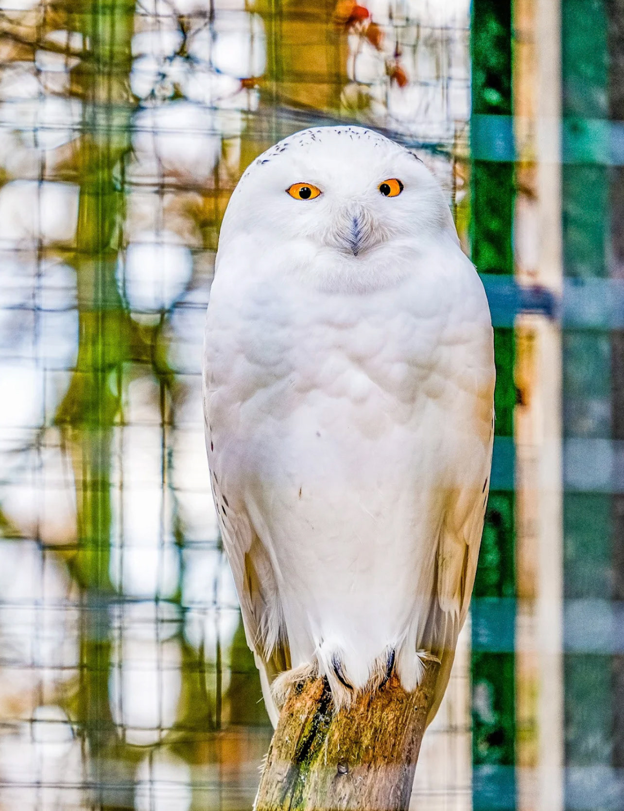 Zoo du Bois du Petit-Château