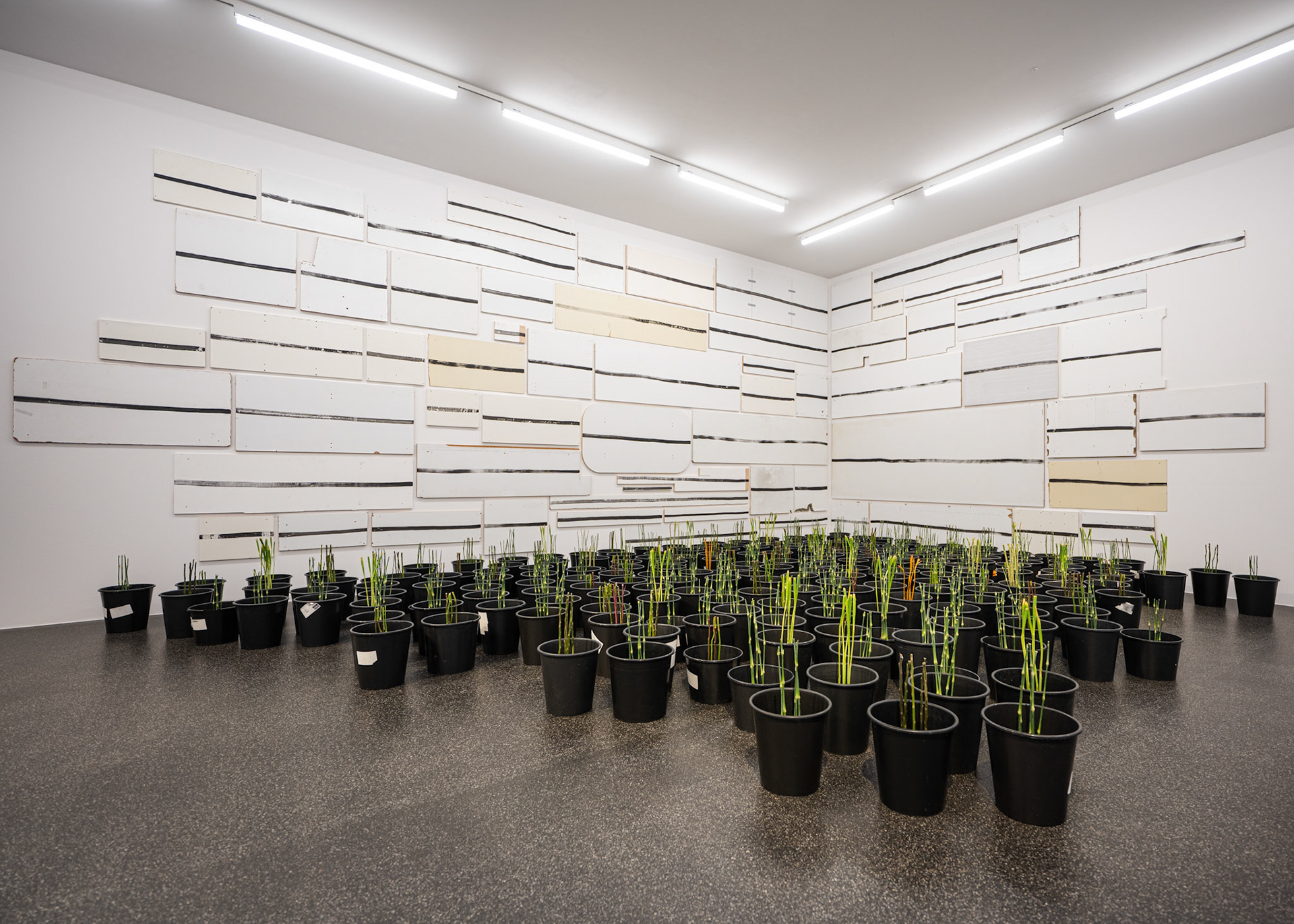 Silvia Bächli / Marie Bongard