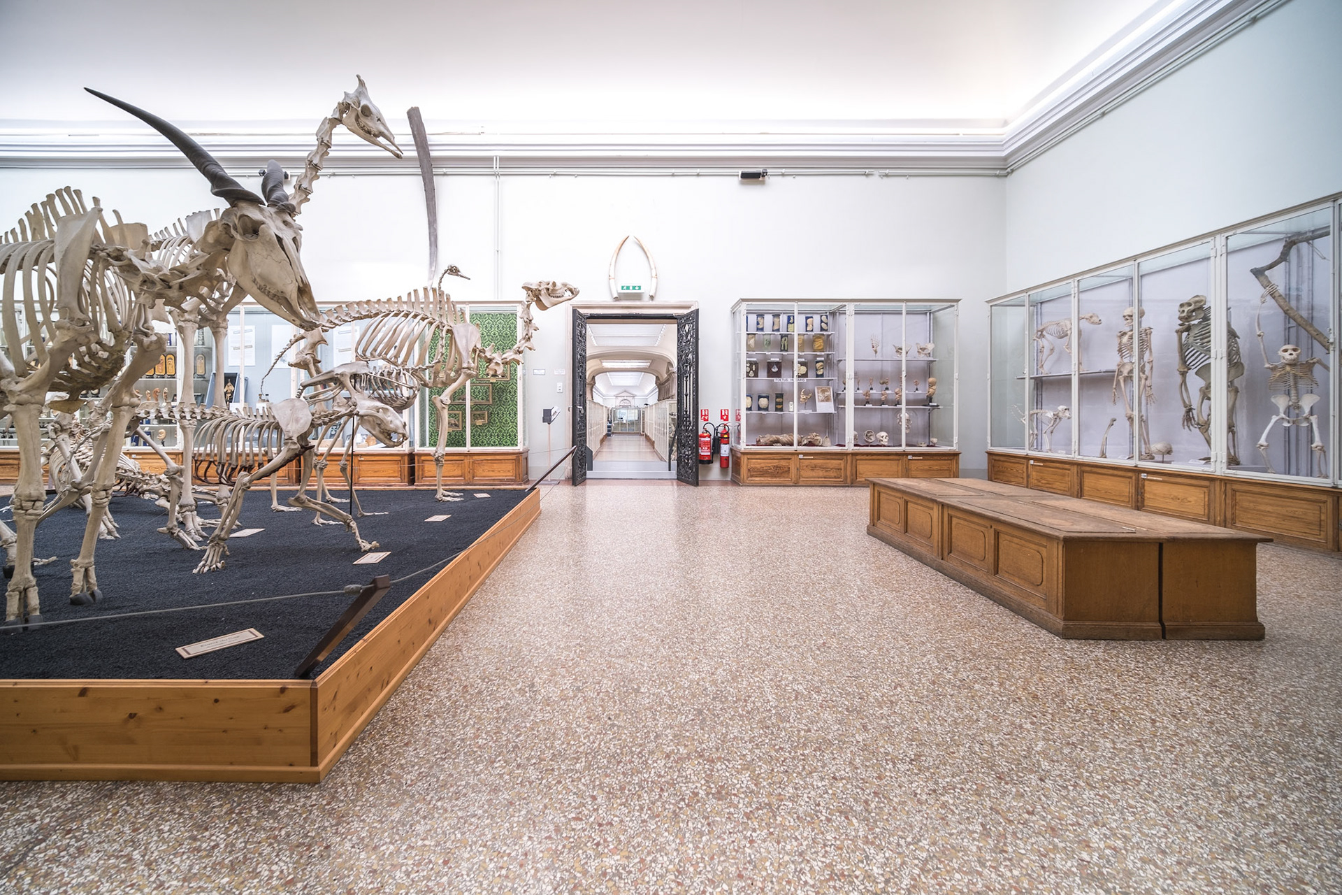 Musée cantonal de zoologie, Lausanne