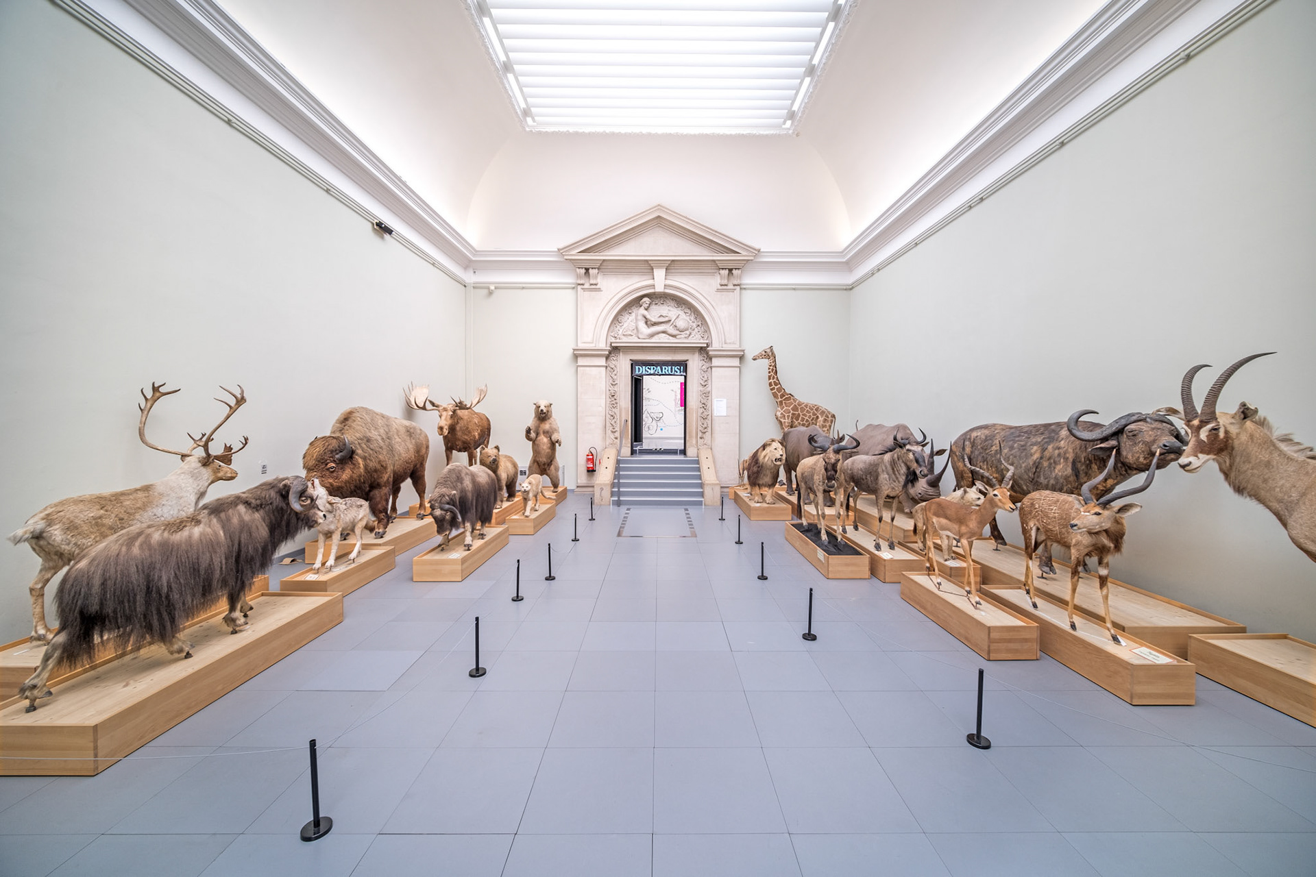 Musée de zoologie inside Palais de Rumine