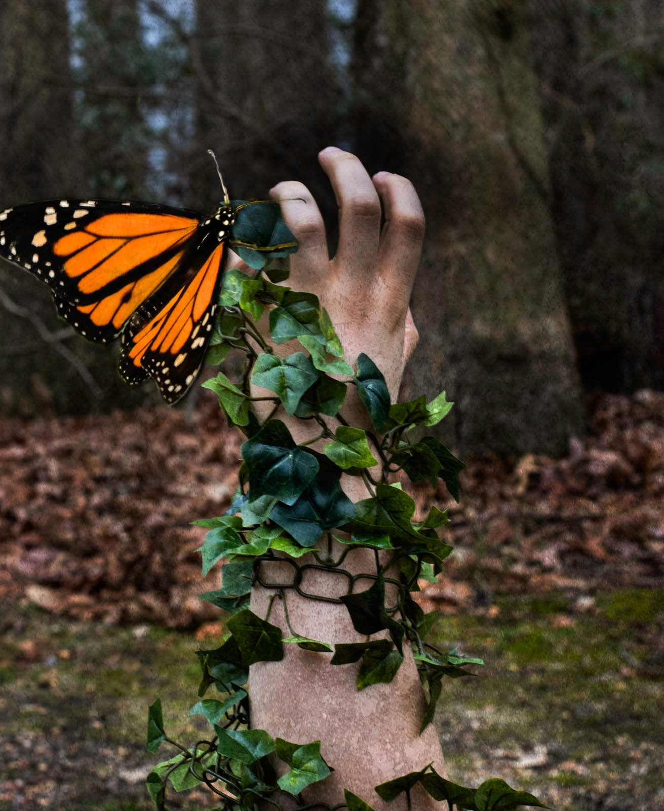 Butterfly Spirit