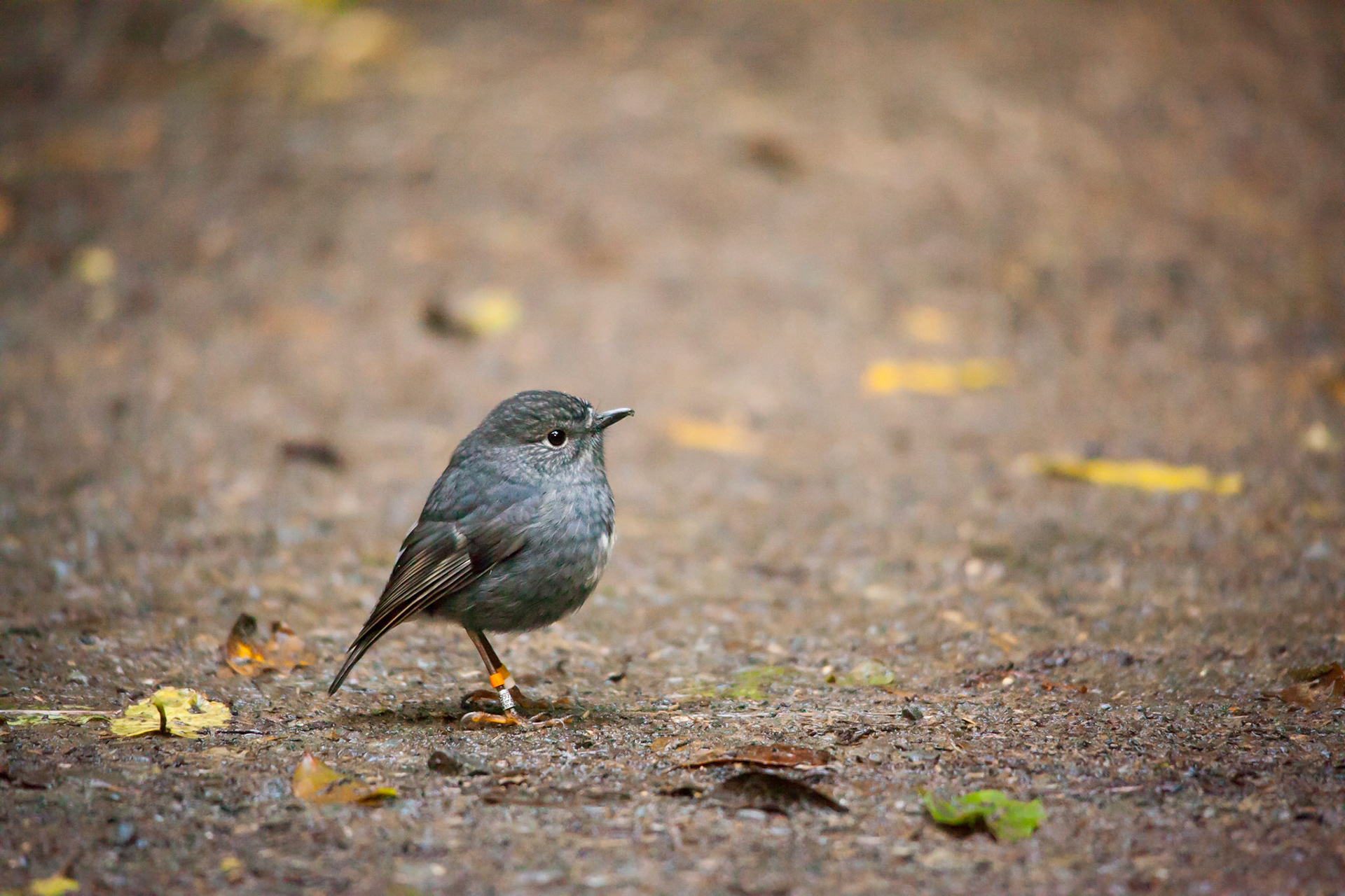 North Island robin, New Zealand