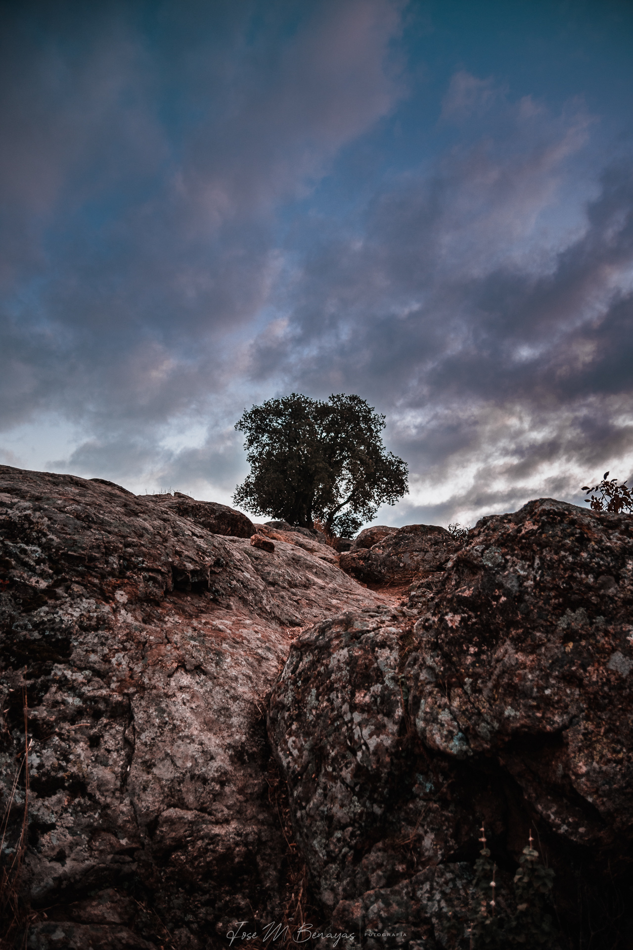 Árbol entre rocas