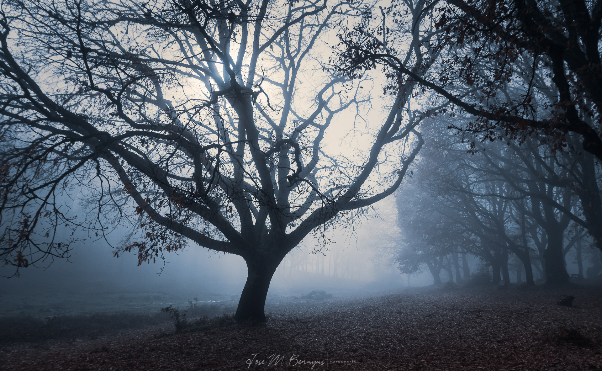 Nº16 :Árbol entre niebla. 300ppp. Toma única