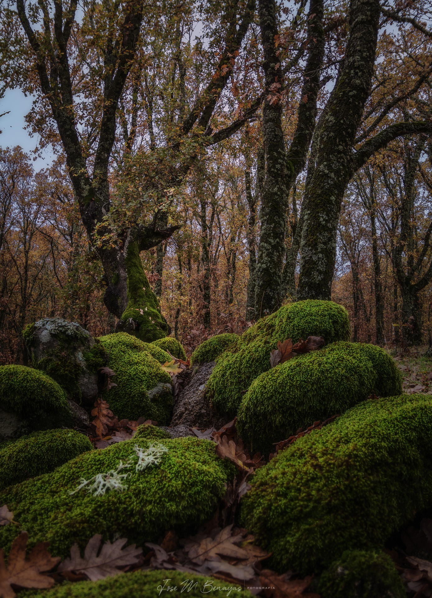 Otoño en el Piélago