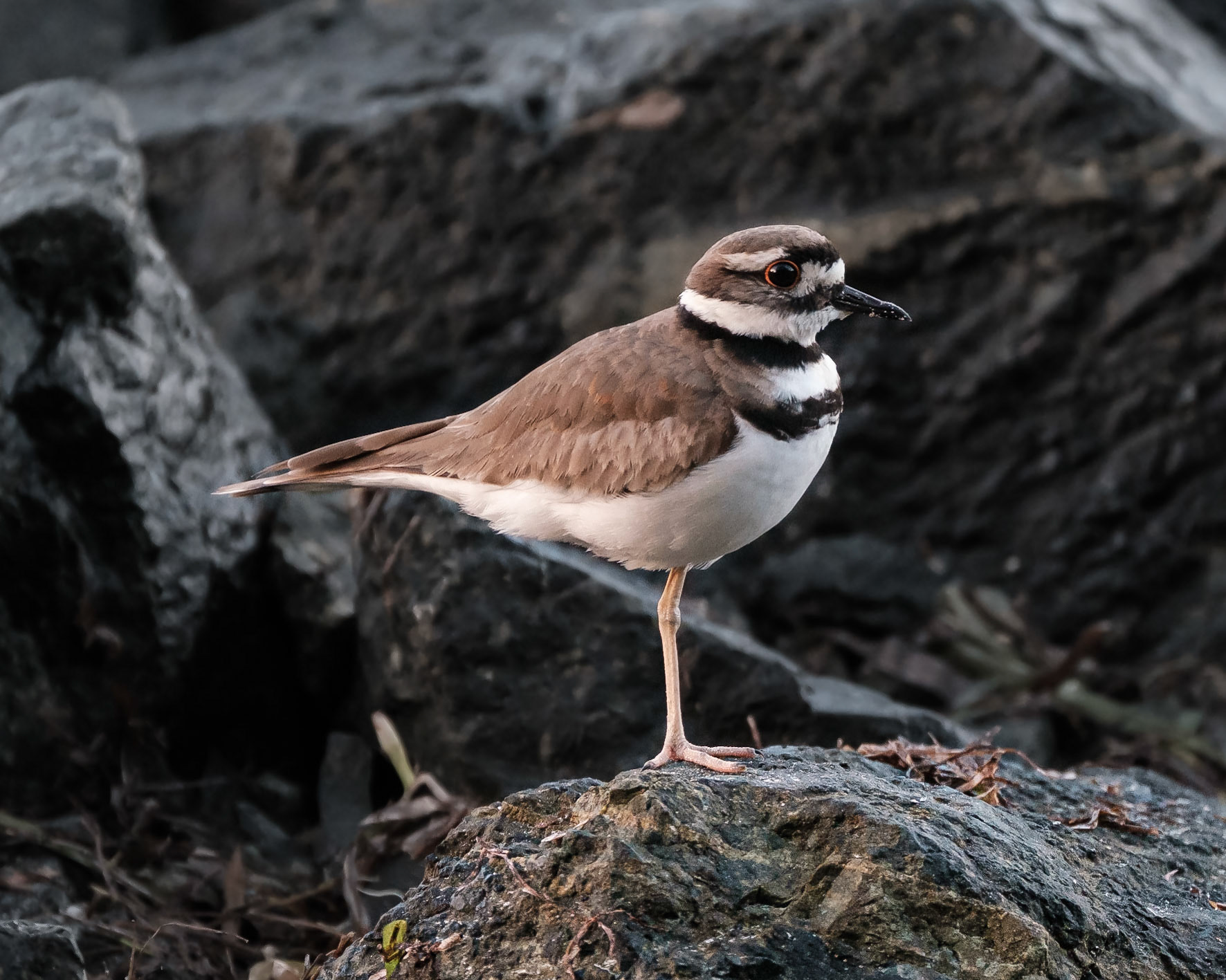 Chorlito Sabanero parado en una pata sobre las piedras