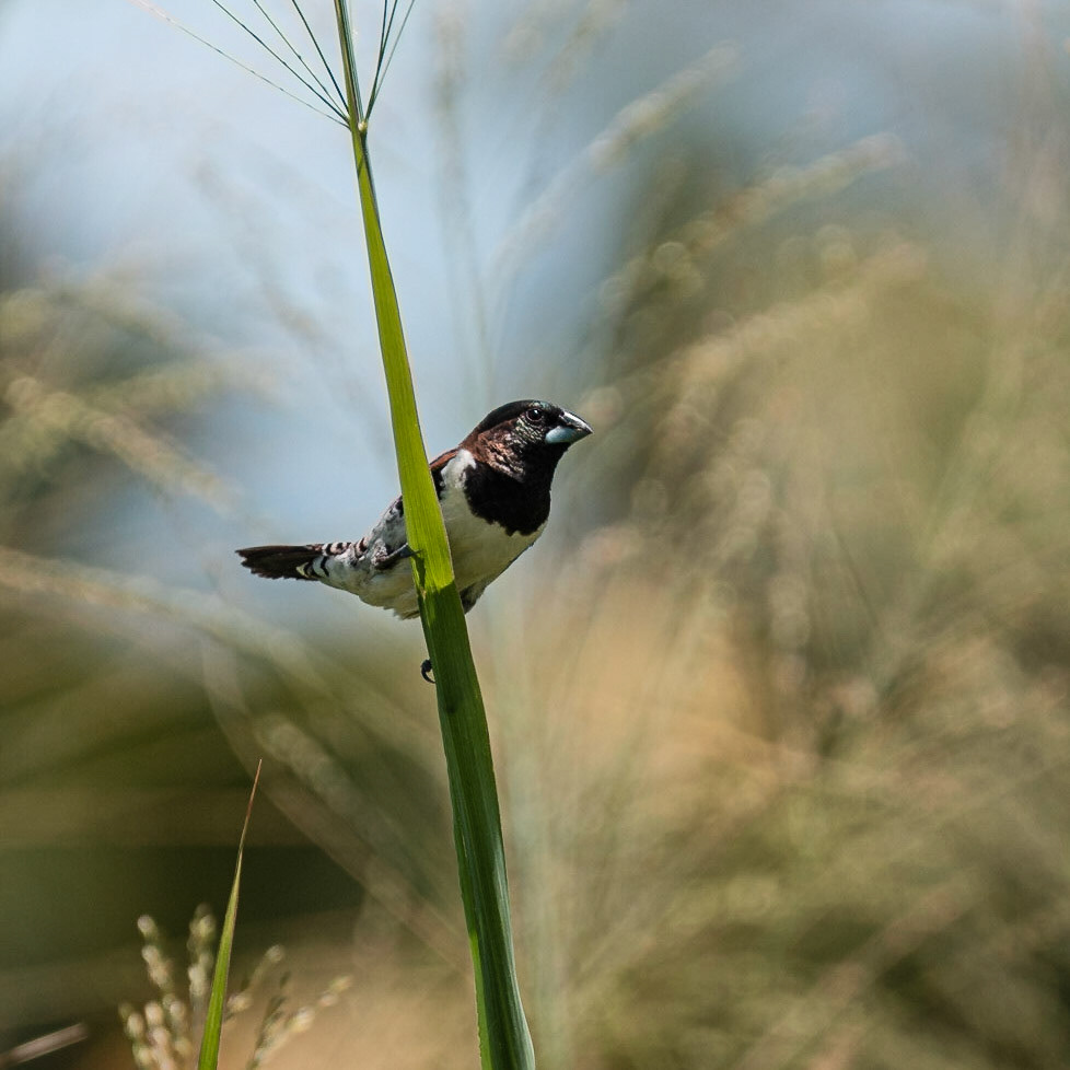 Diablito parado en una espiga de un pastizal