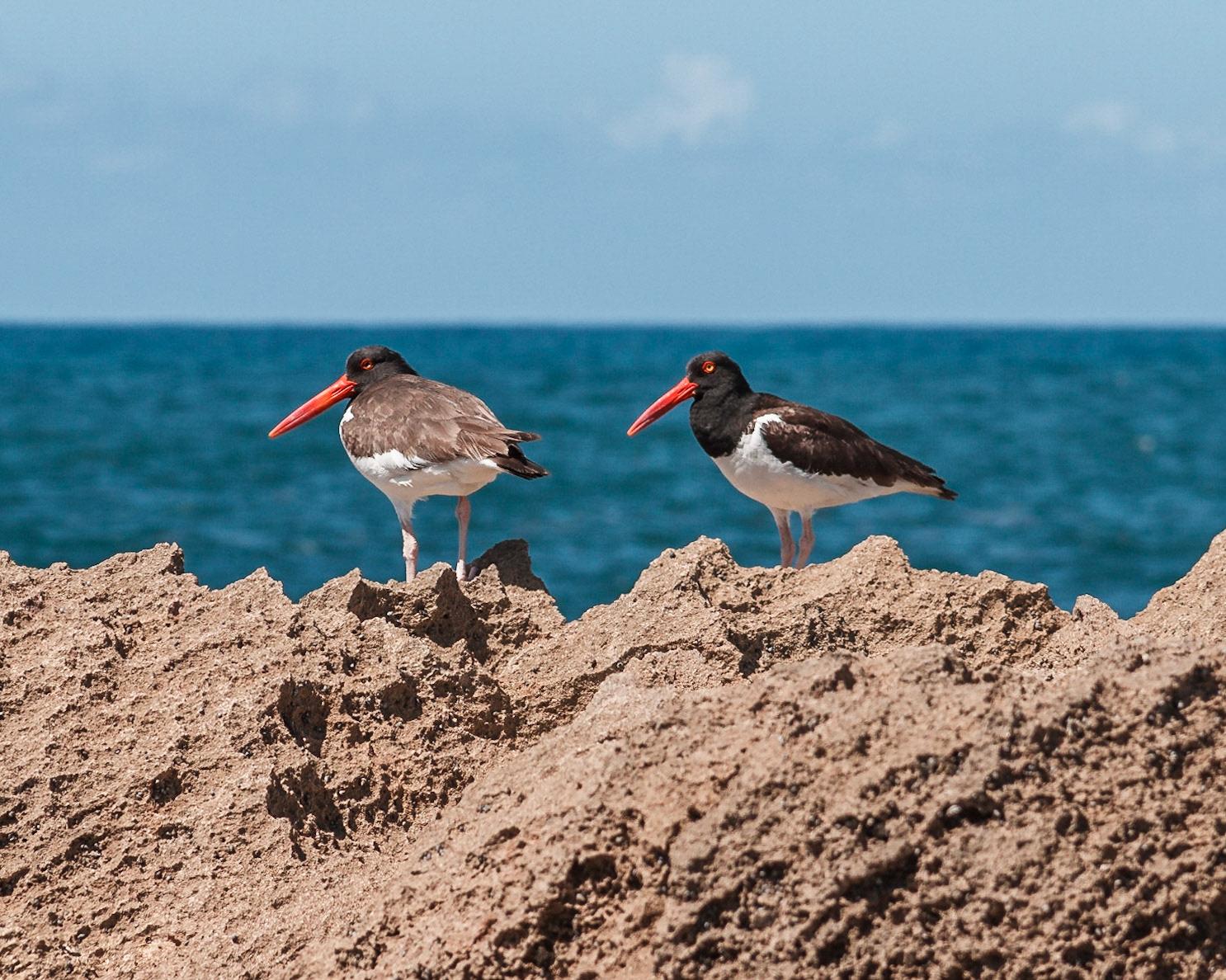 Dos Ostreros caminando por las piedras a la orilla del mar