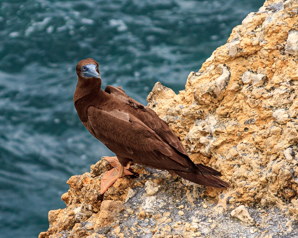 Boba parda al borde de un acantilado