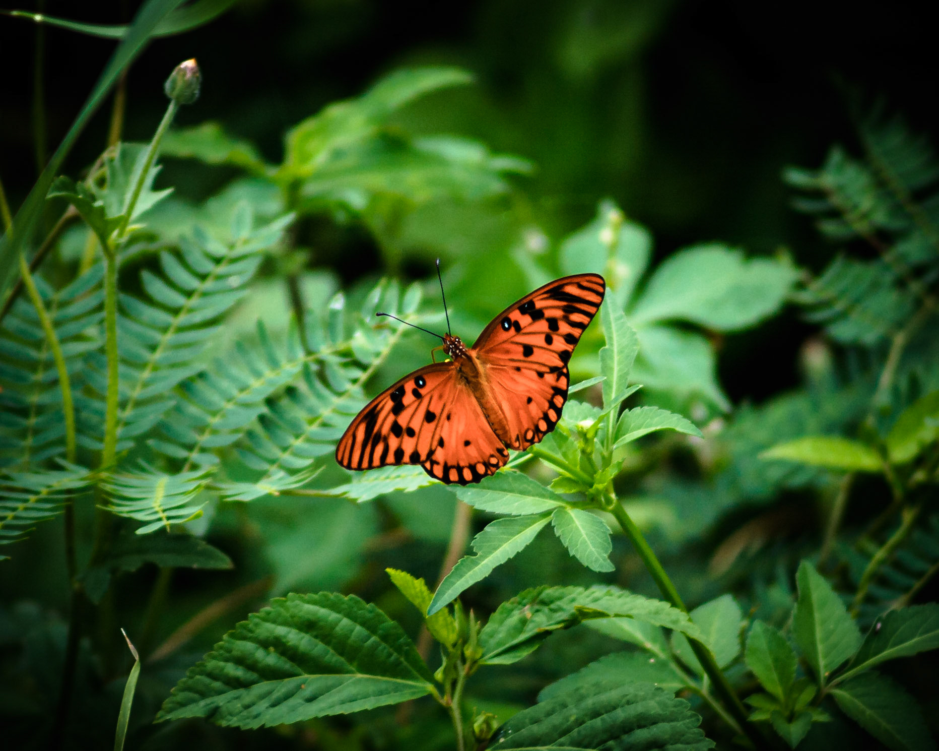 Mariposa en el bosque. Quebradillas, Puerto Rico.