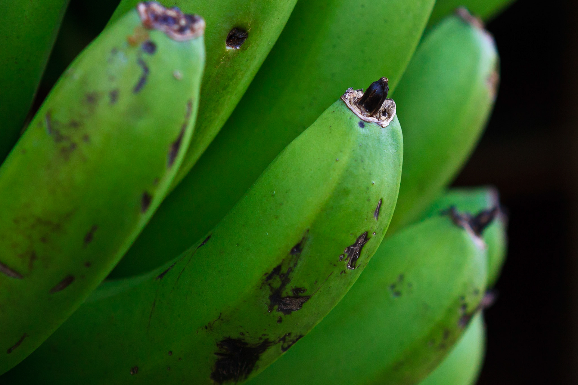 Mano de guineos verdes. Orocovis, Puerto Rico.